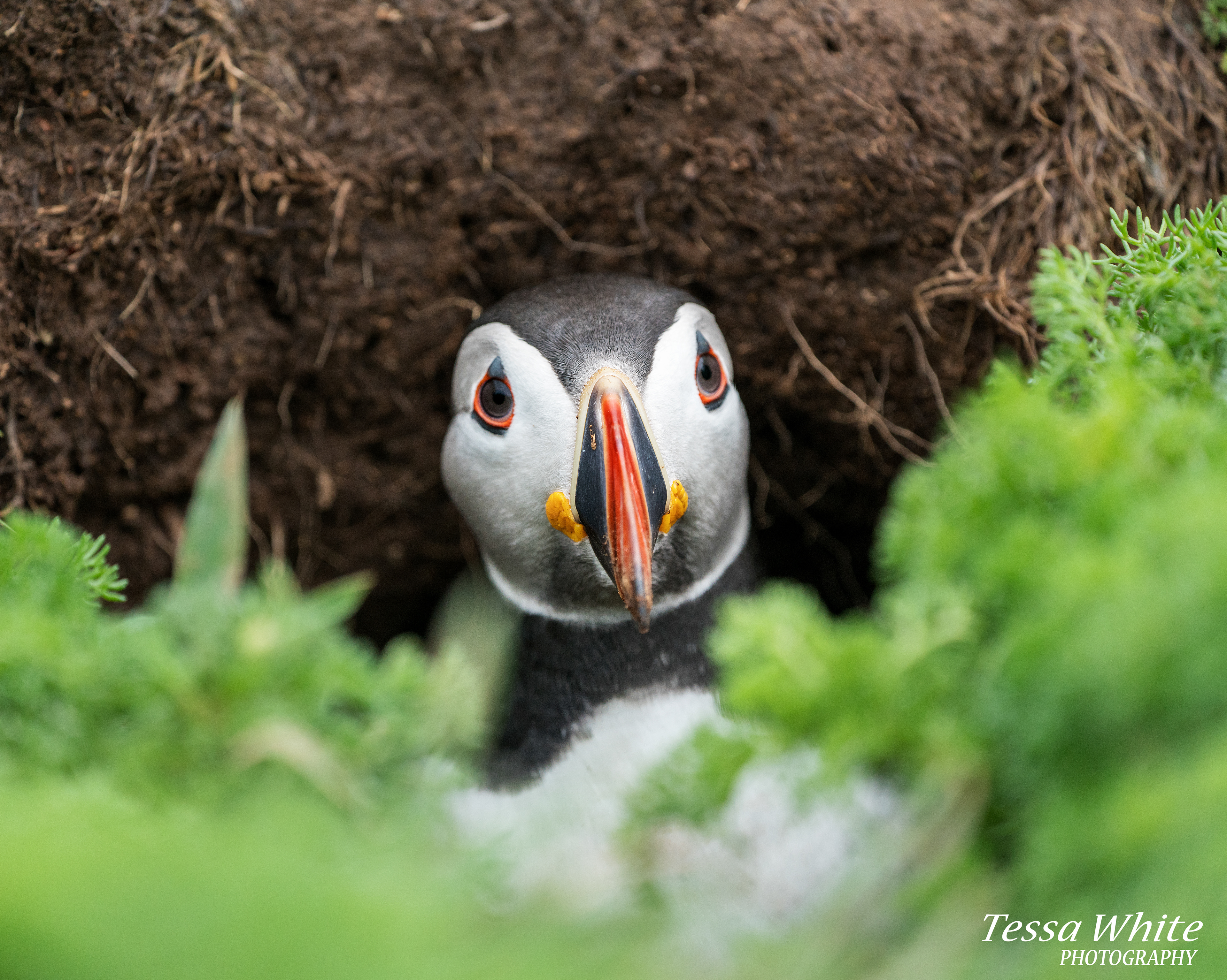 WL058   Skomer Puffins
