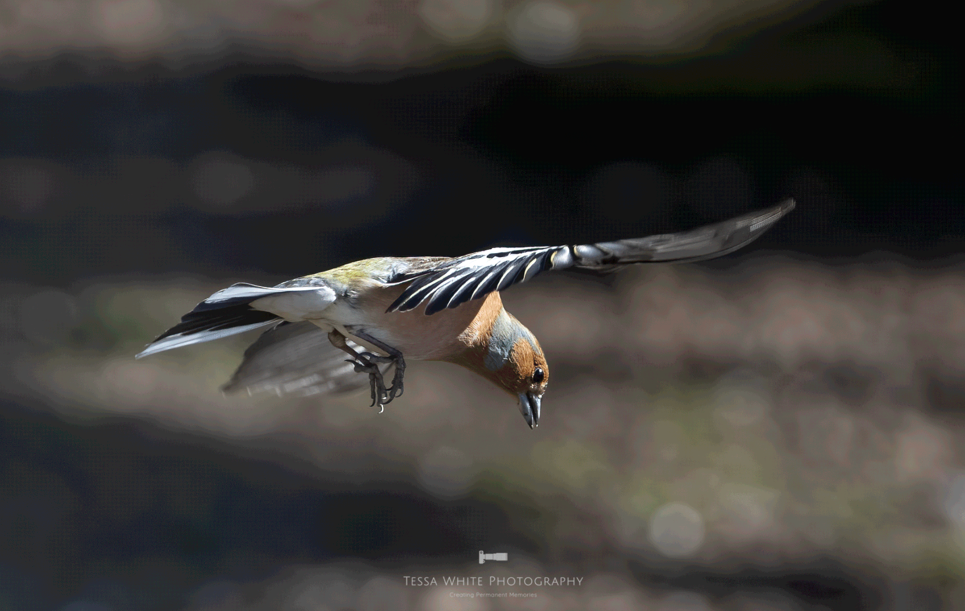 WL086 Chaffinch in Flight