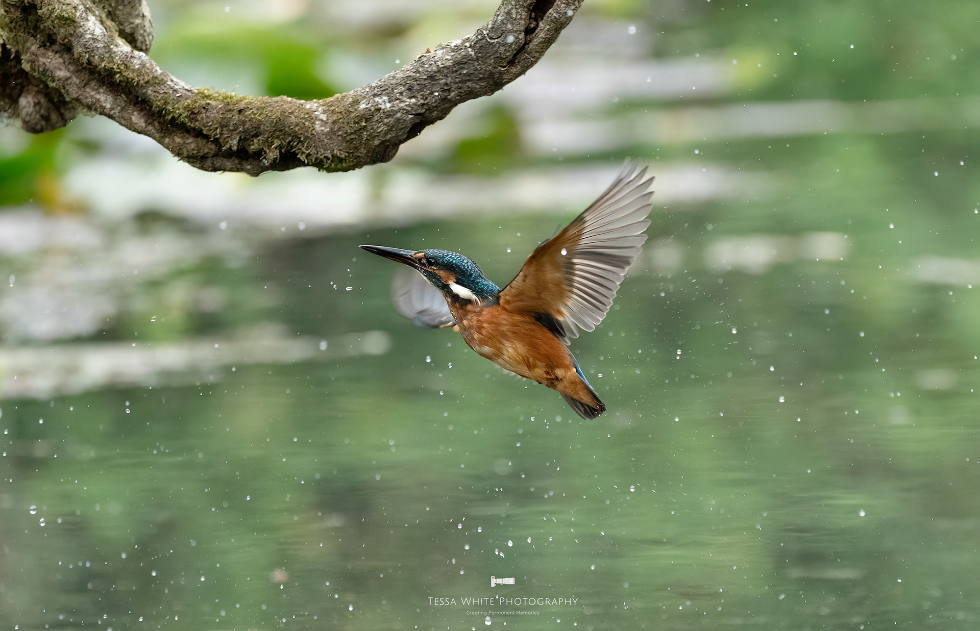 WL115 Kingfisher