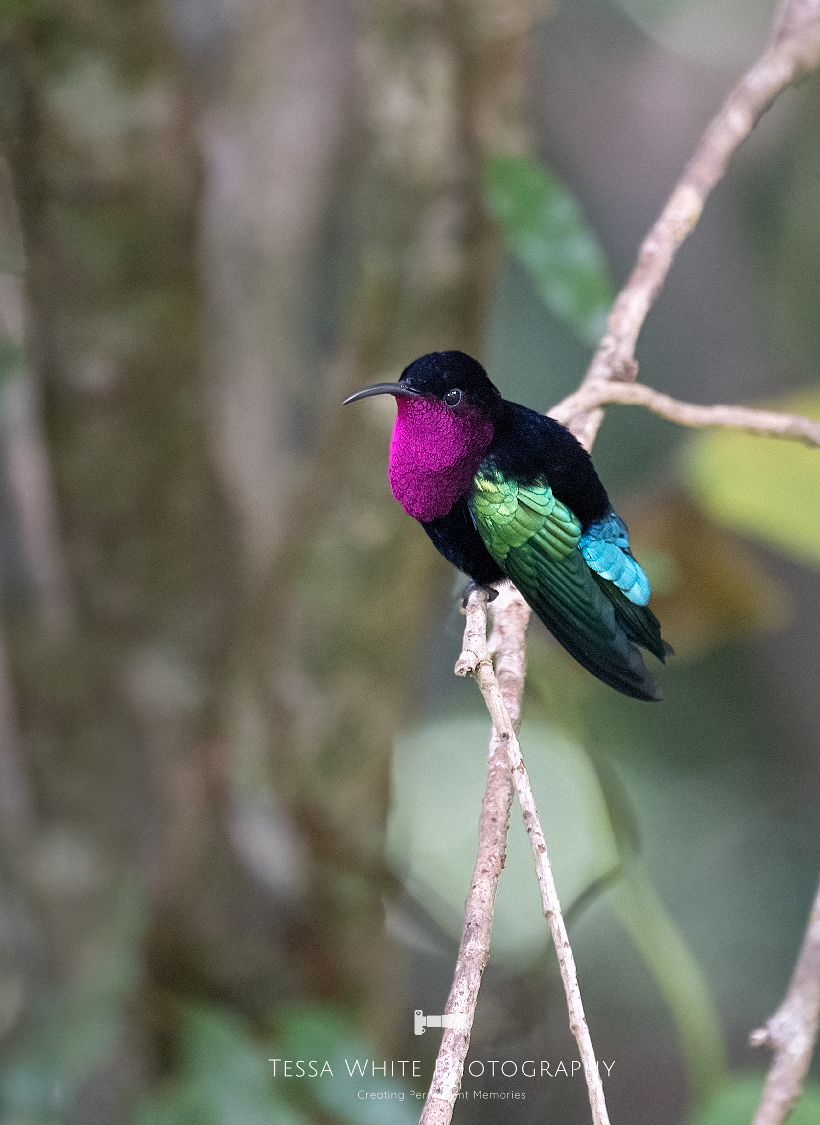 St Lucia Purple Throated Carib