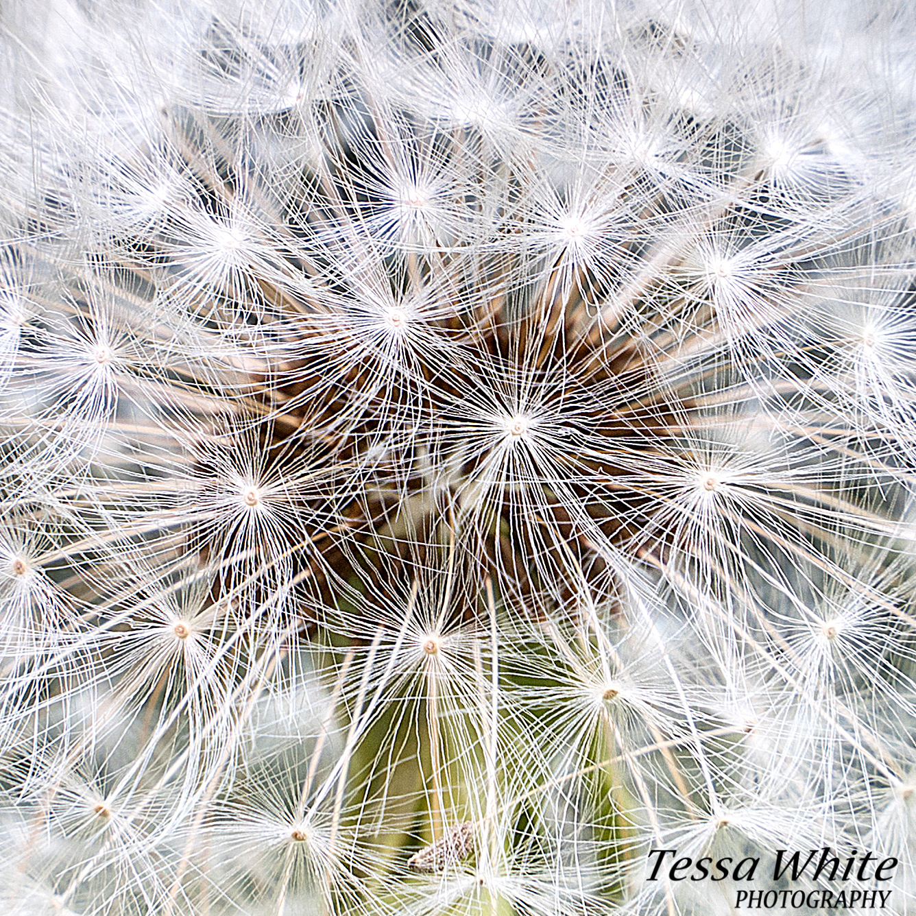 F007  Dandelion Clock