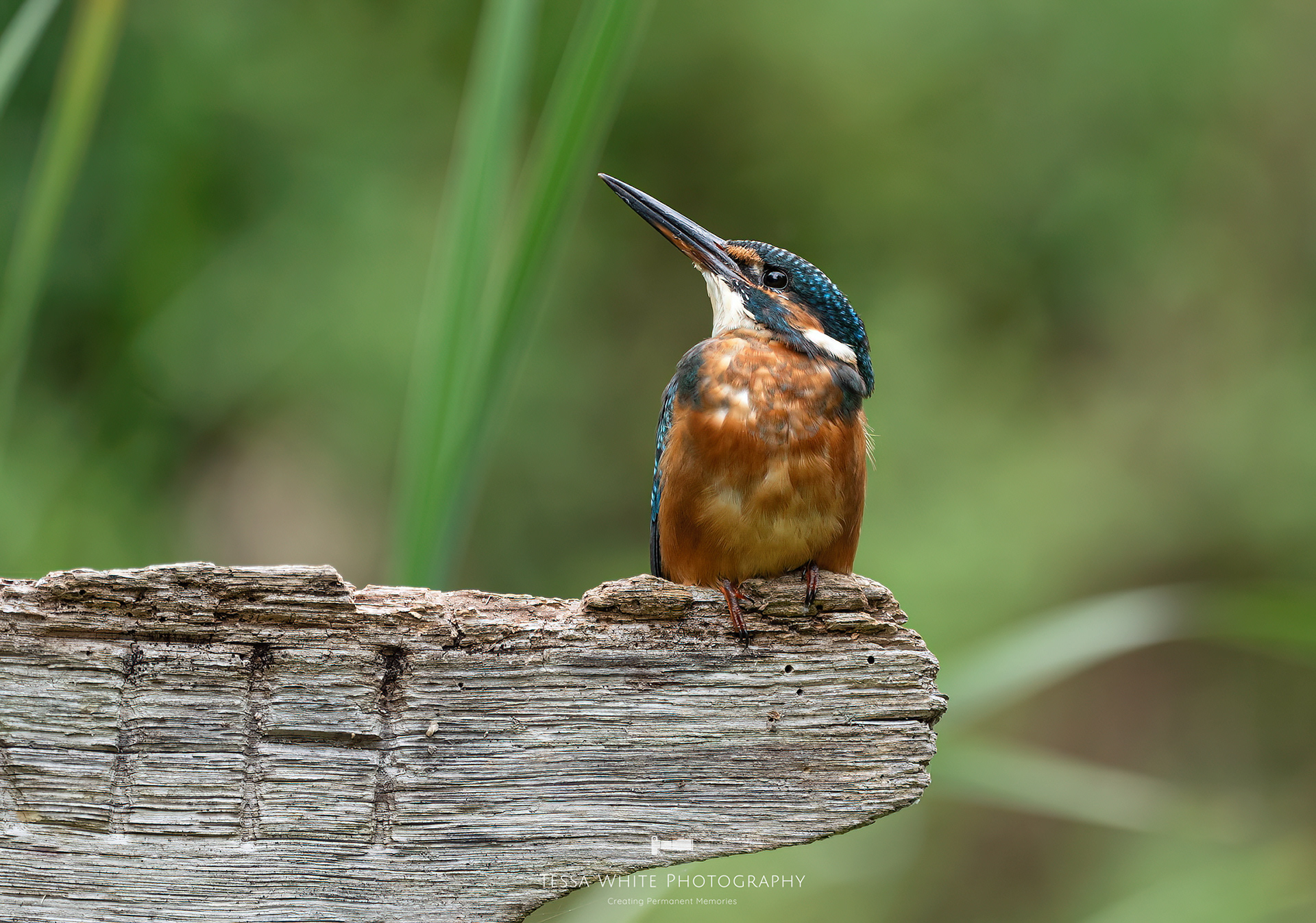 WL114 Kingfisher