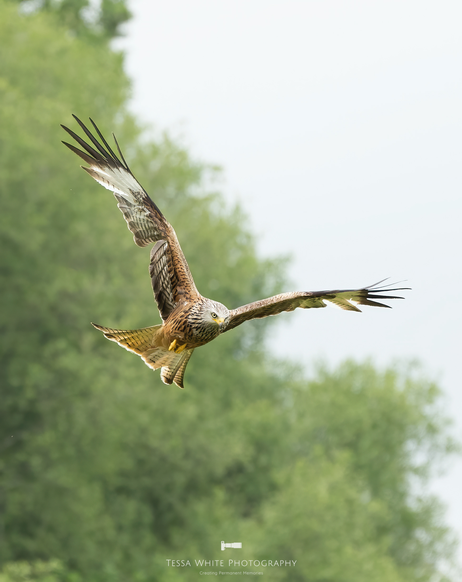 WL098 Red Kite