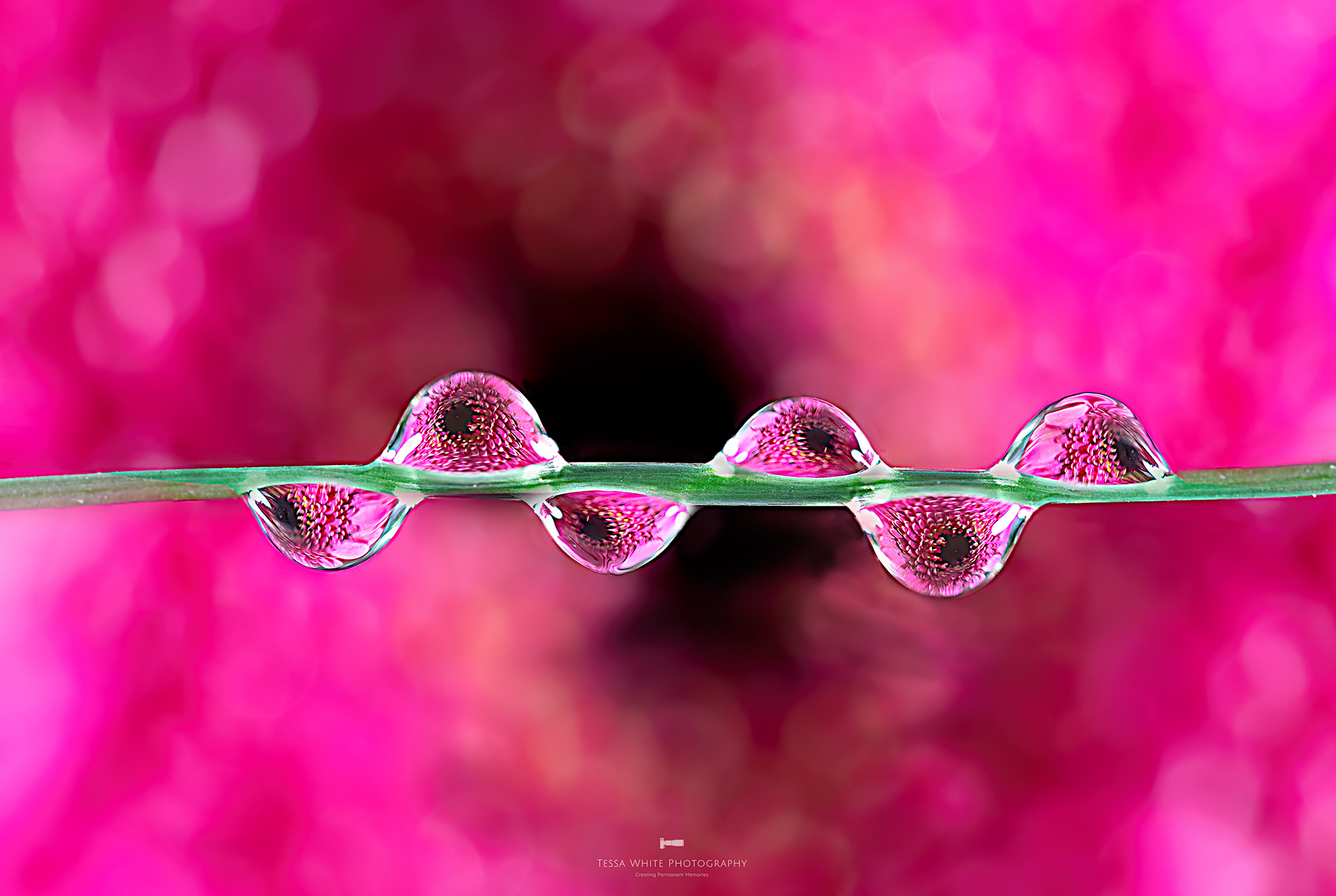 S024 Gerbera drips