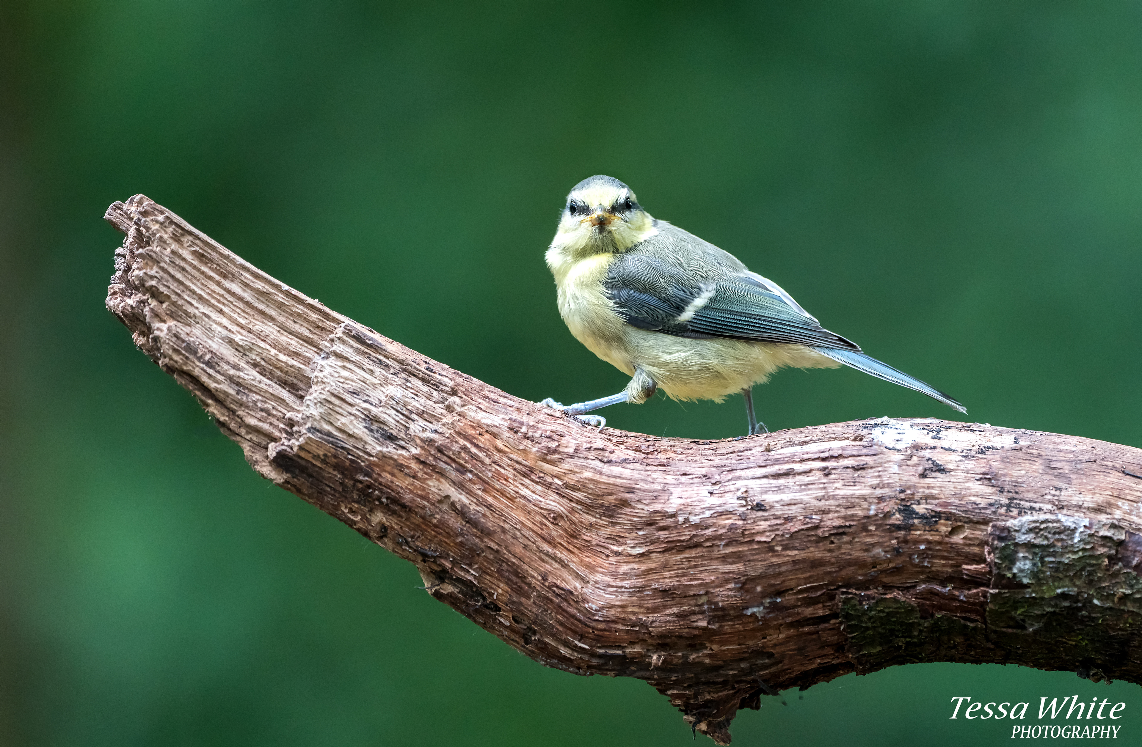 WL018   Blue Tit