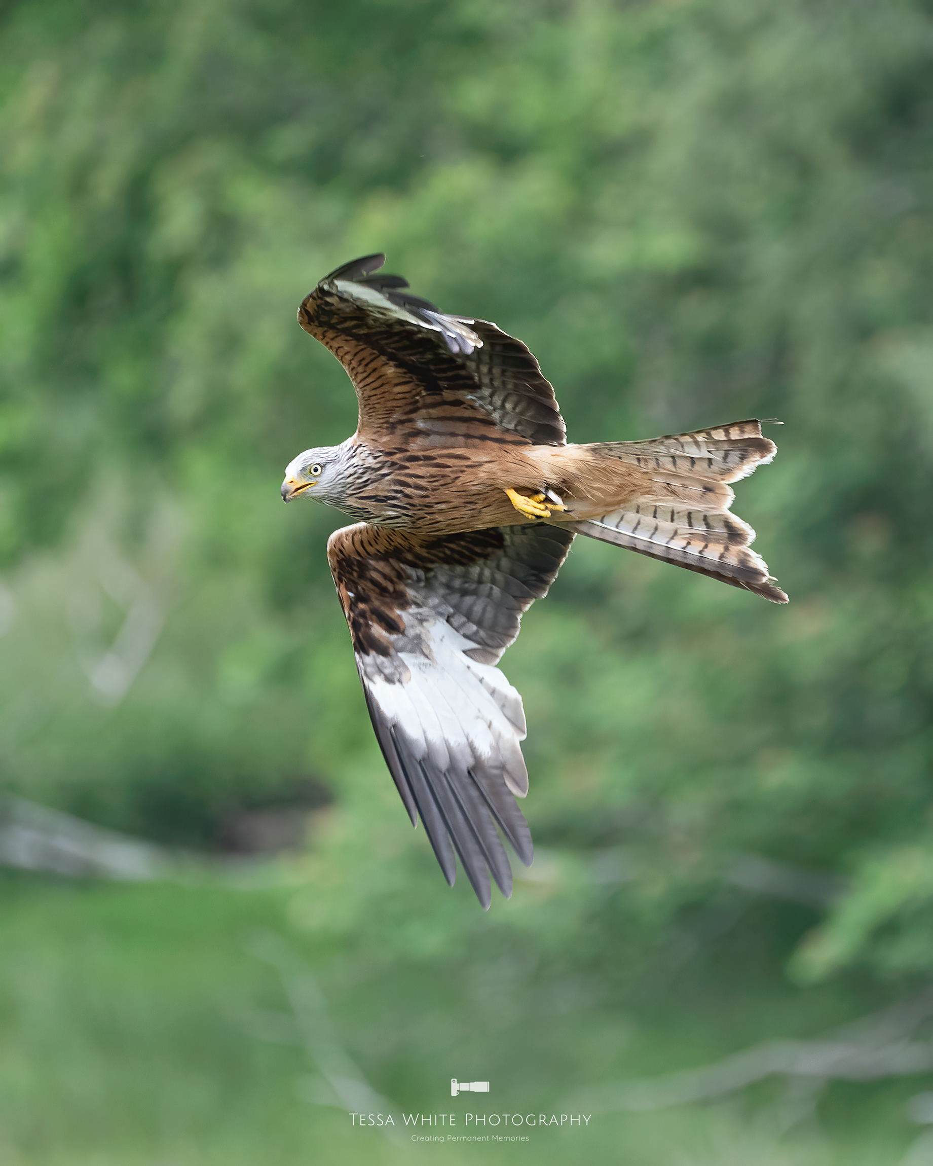 WL095 Red Kite