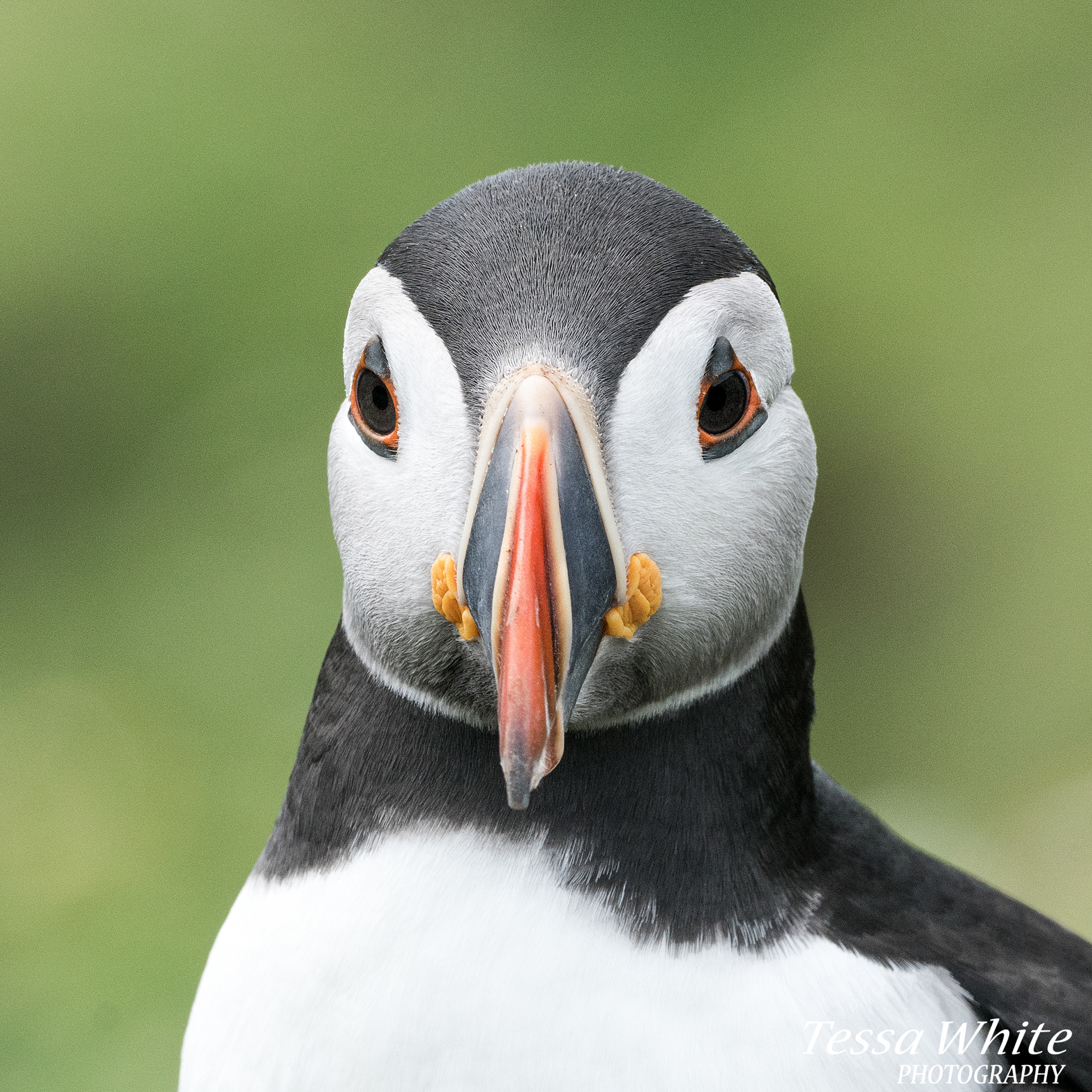 WL060   Skomer Puffins
