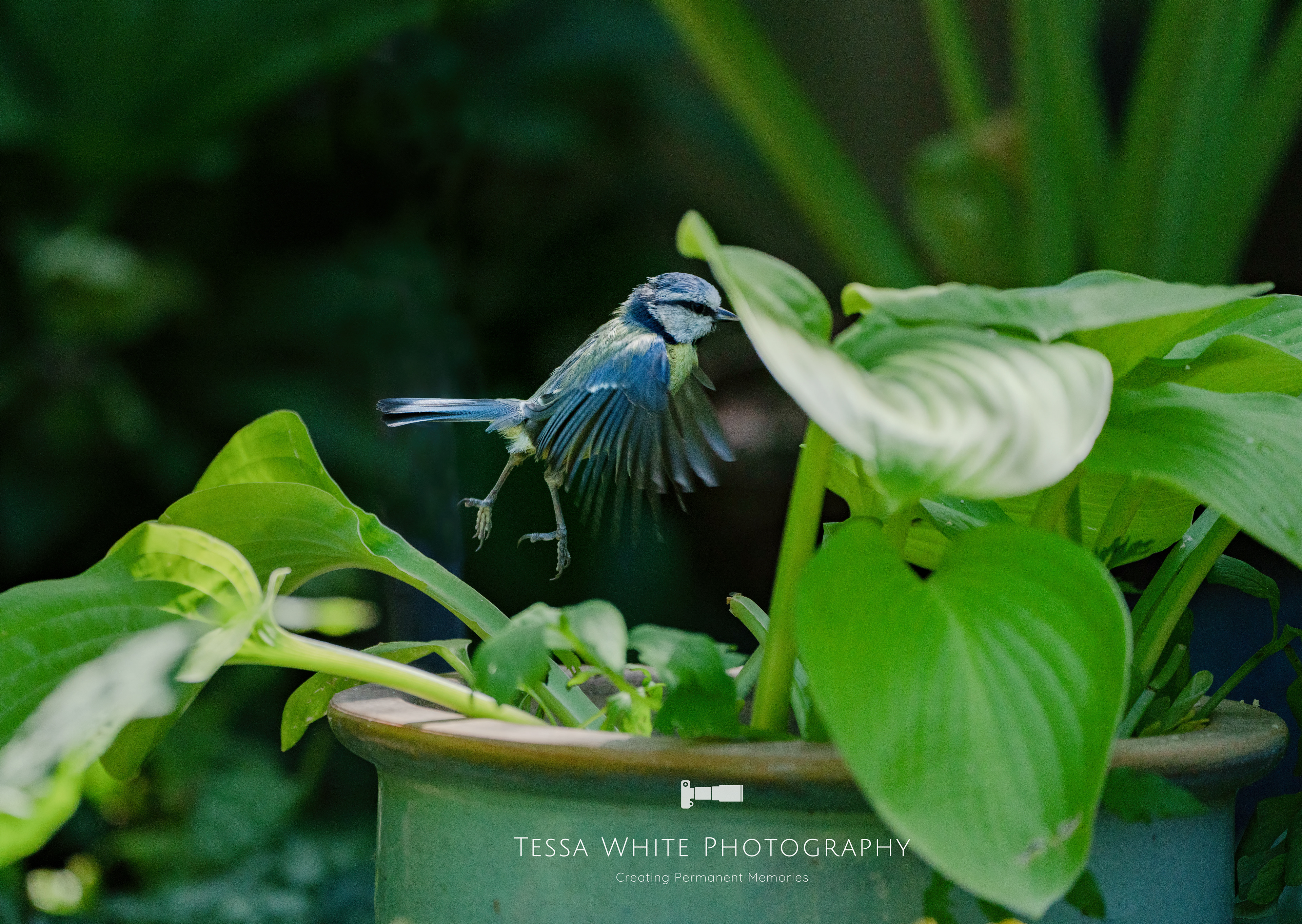 WL021   Blue Tit