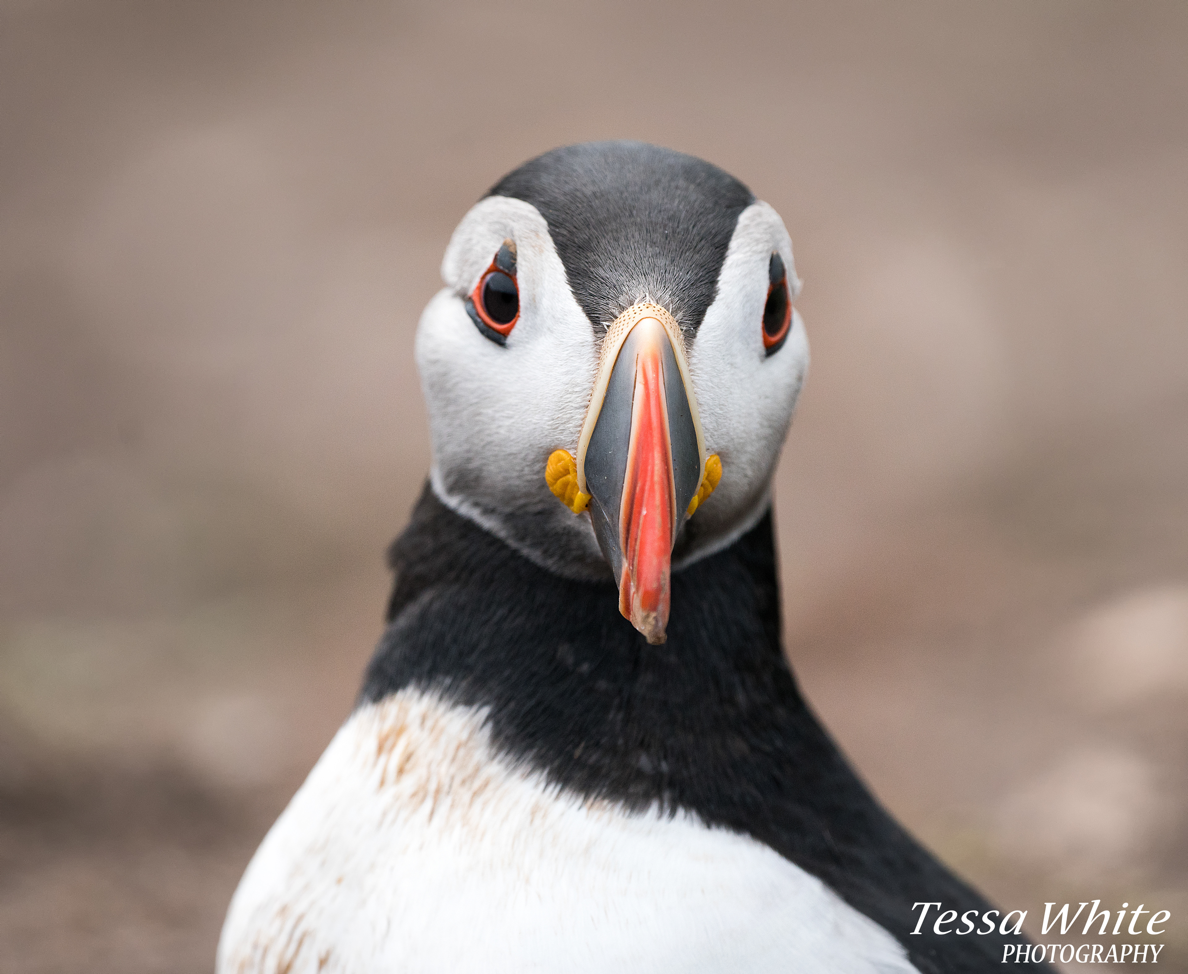WL062   Skomer Puffins