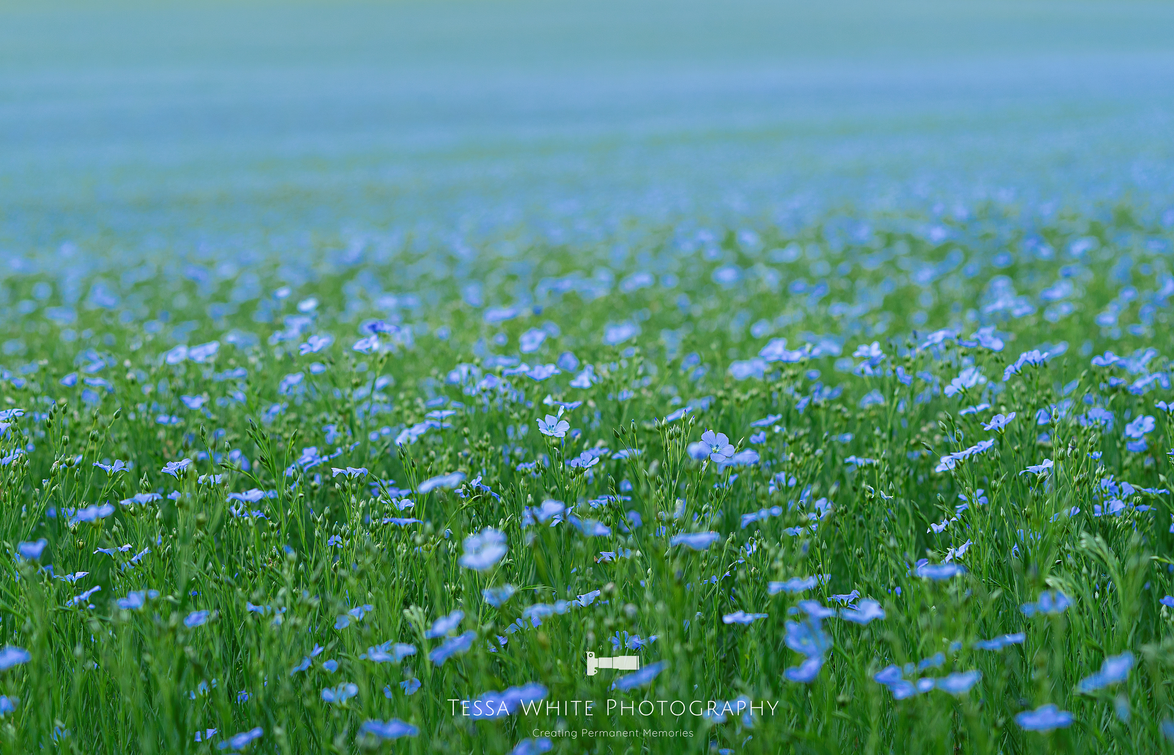  L018   Flax Field, Dorset