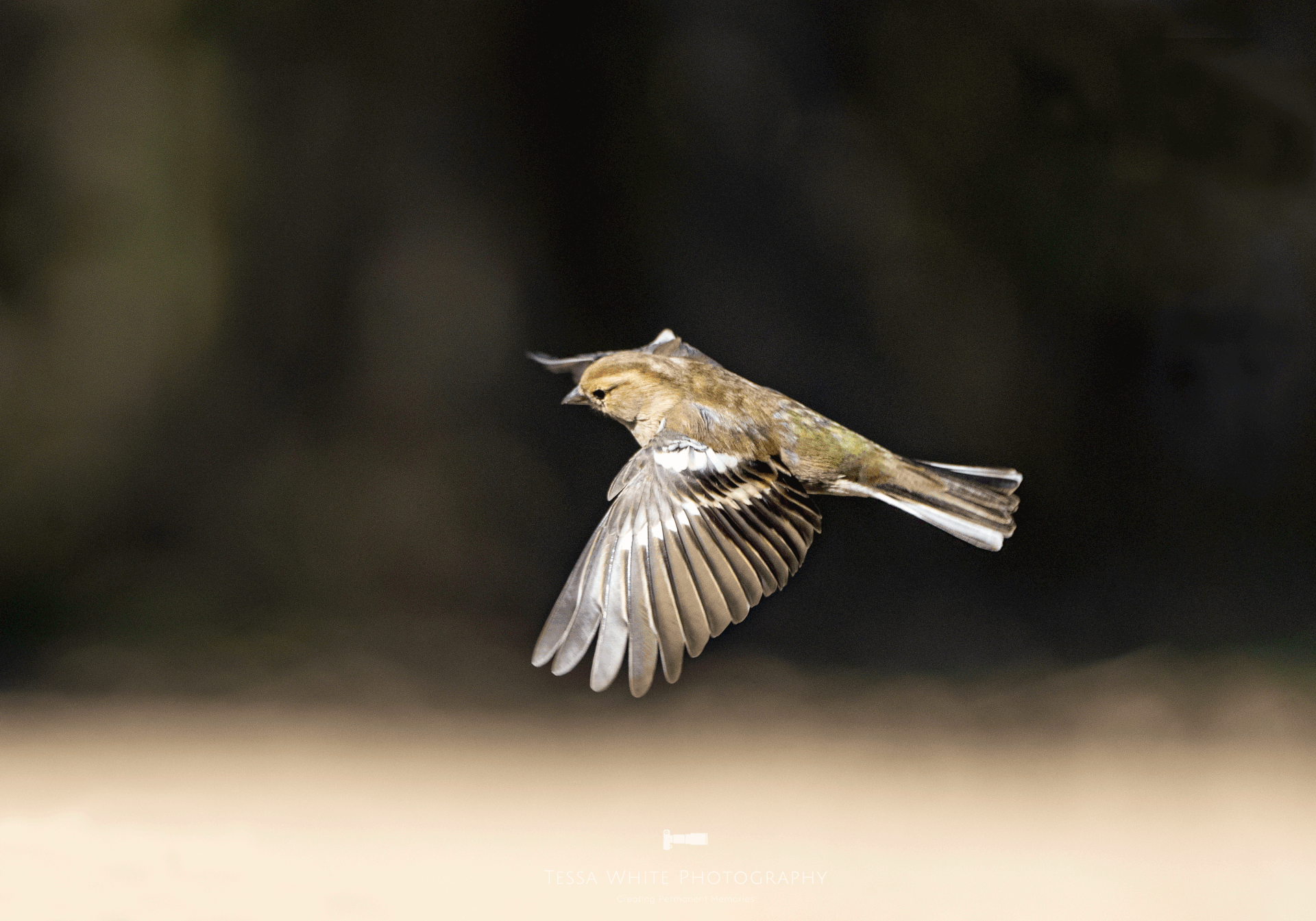 WL078 Chaffinch in Flight