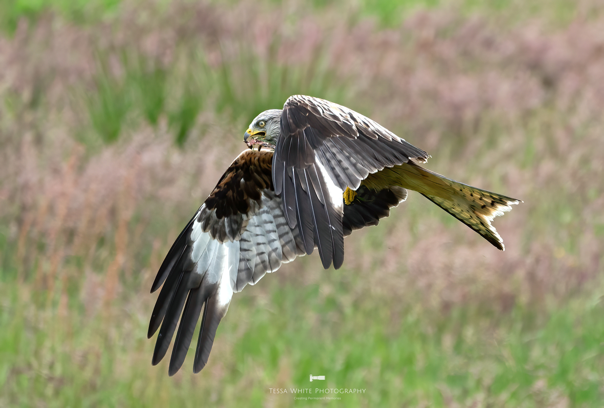 WL090 Red Kite