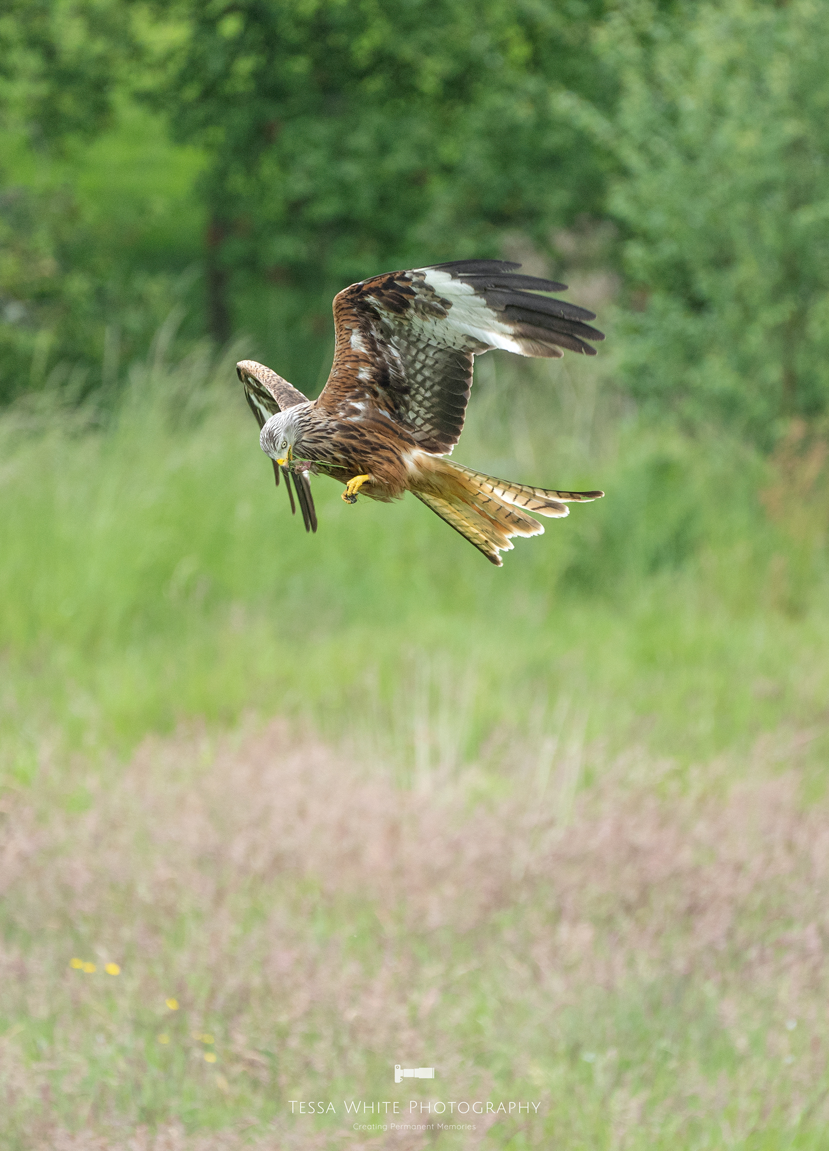 WL092 Red Kite