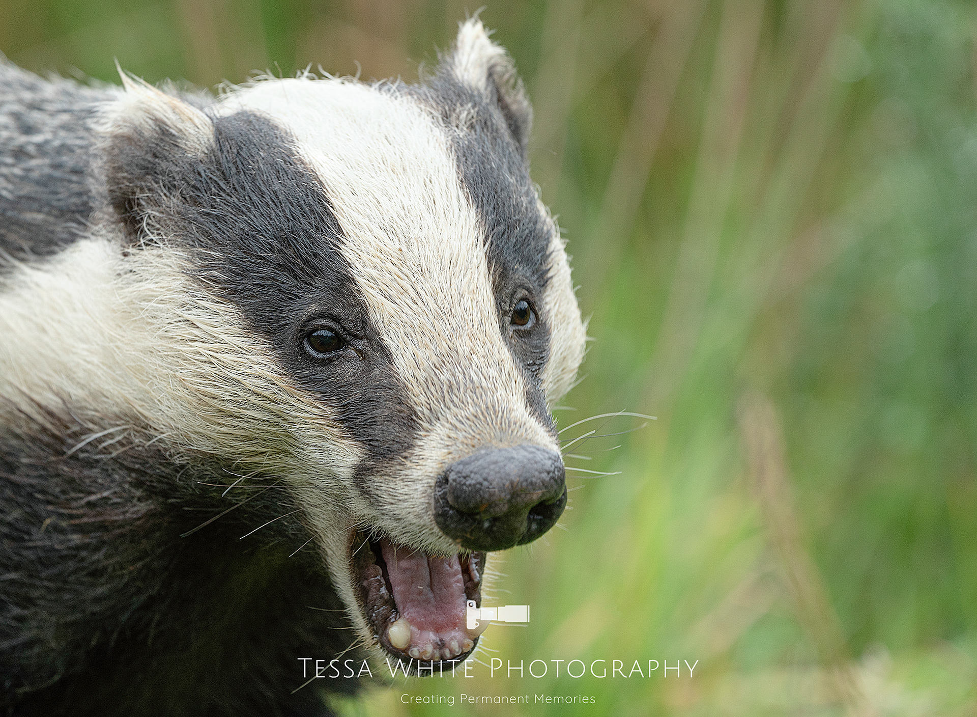 WL011   Badger, Dartmoor