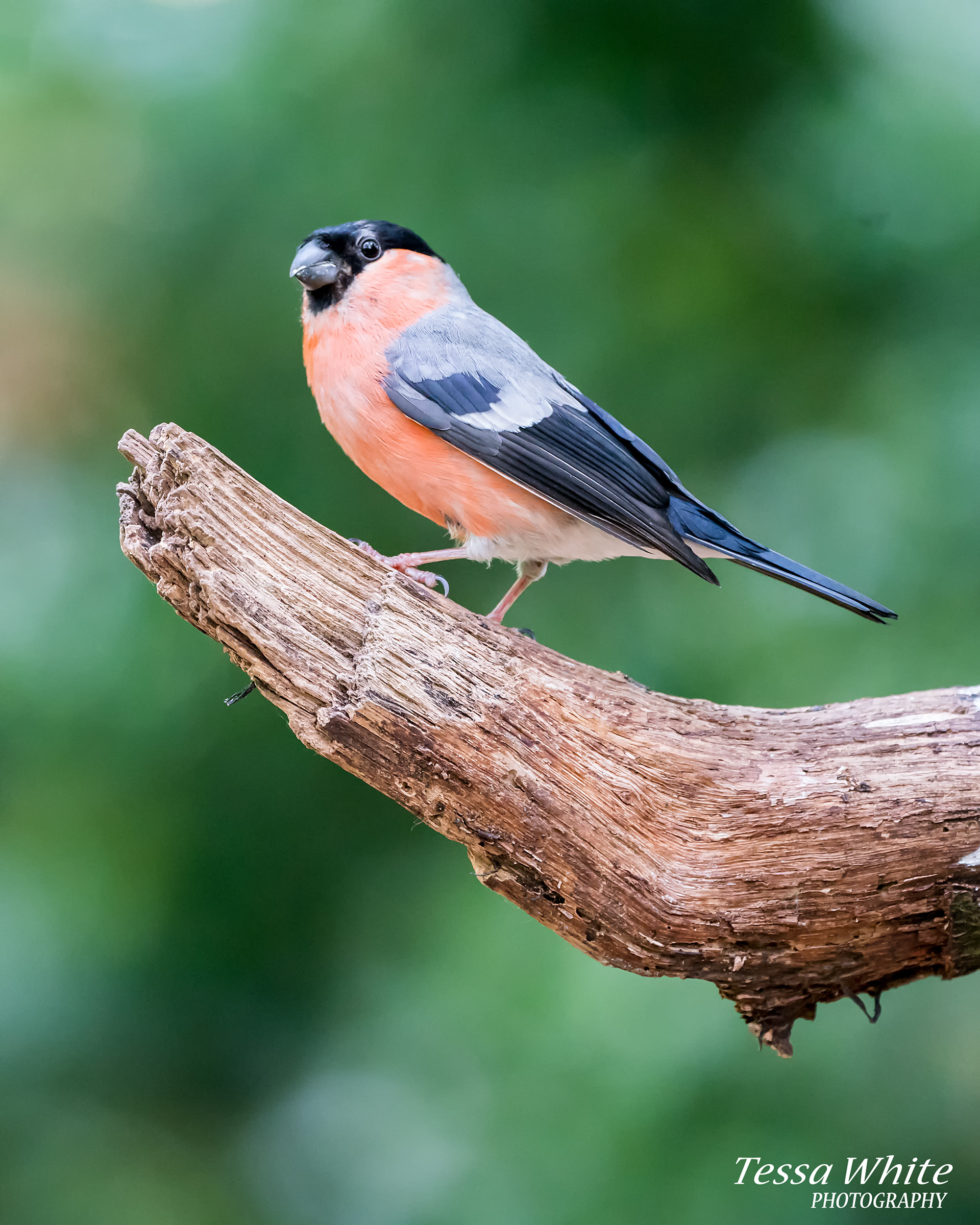 WL009   Bullfinch