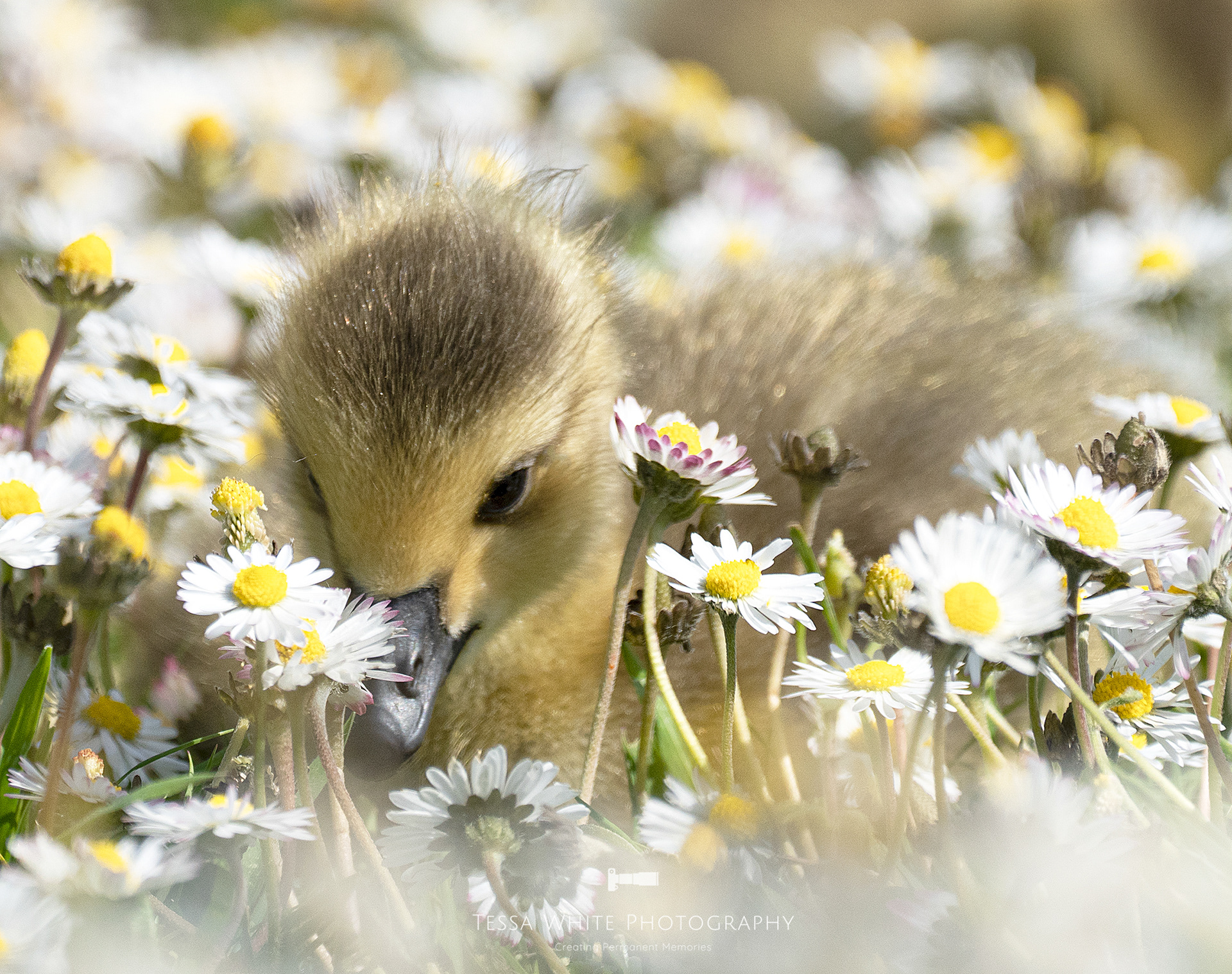 WL111 Canadian Geese Gosling