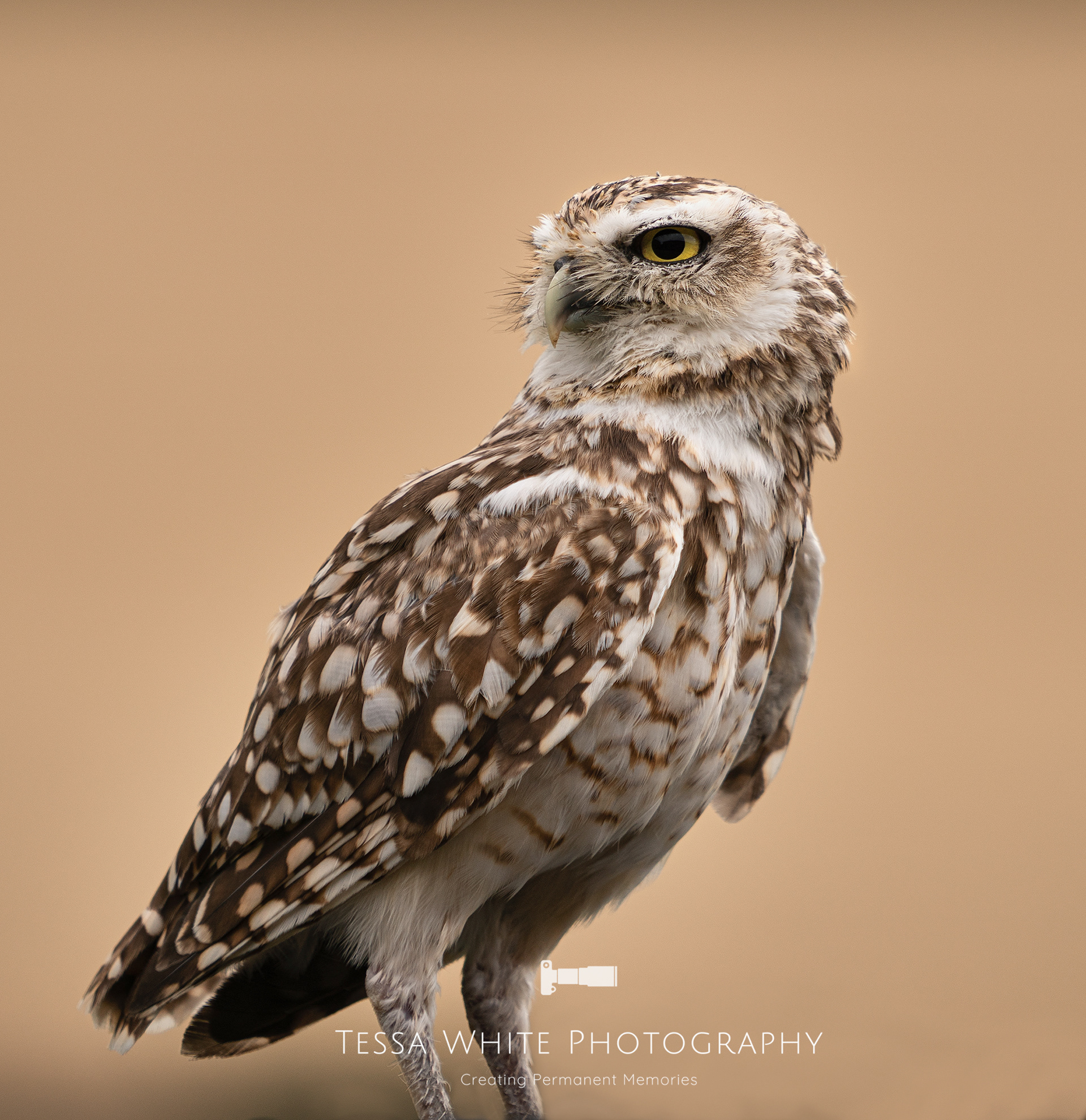 WL039   Short Eared Owl, Mere Falconry