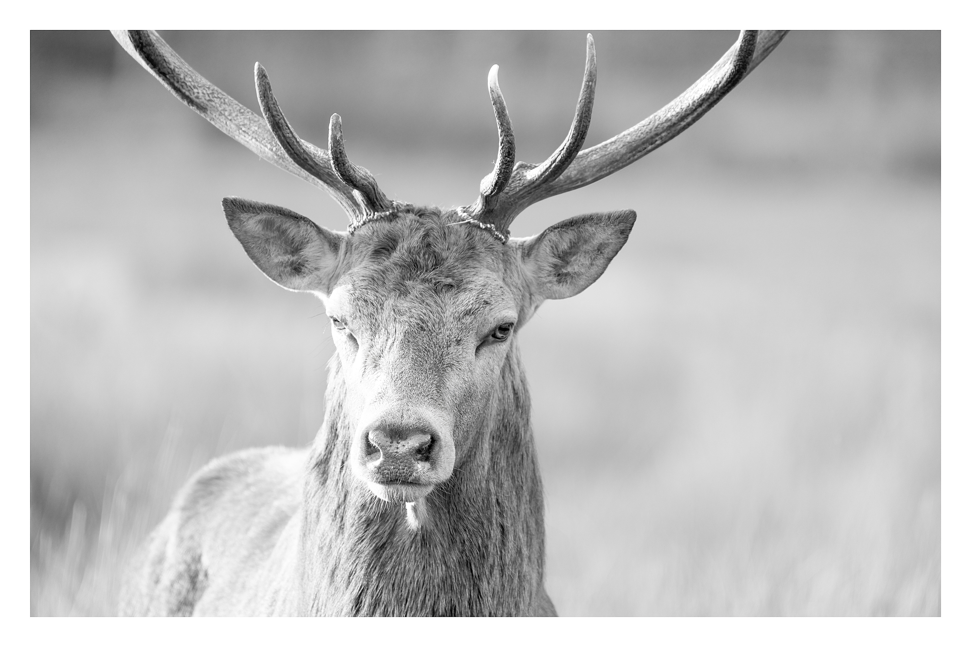 Red Deer