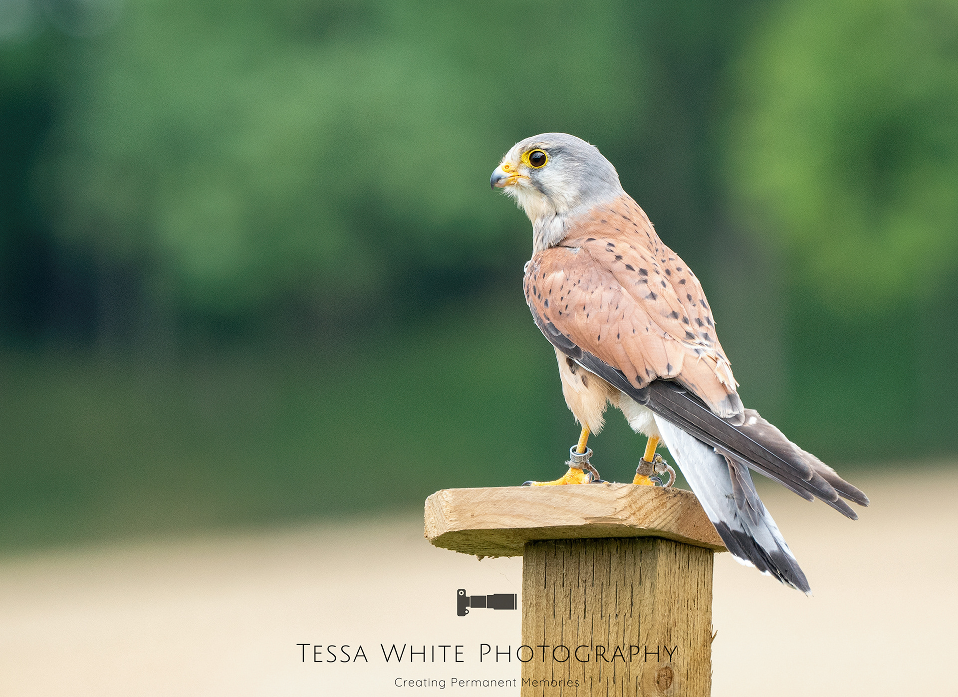WL044   Kestrel, Mere Falconry