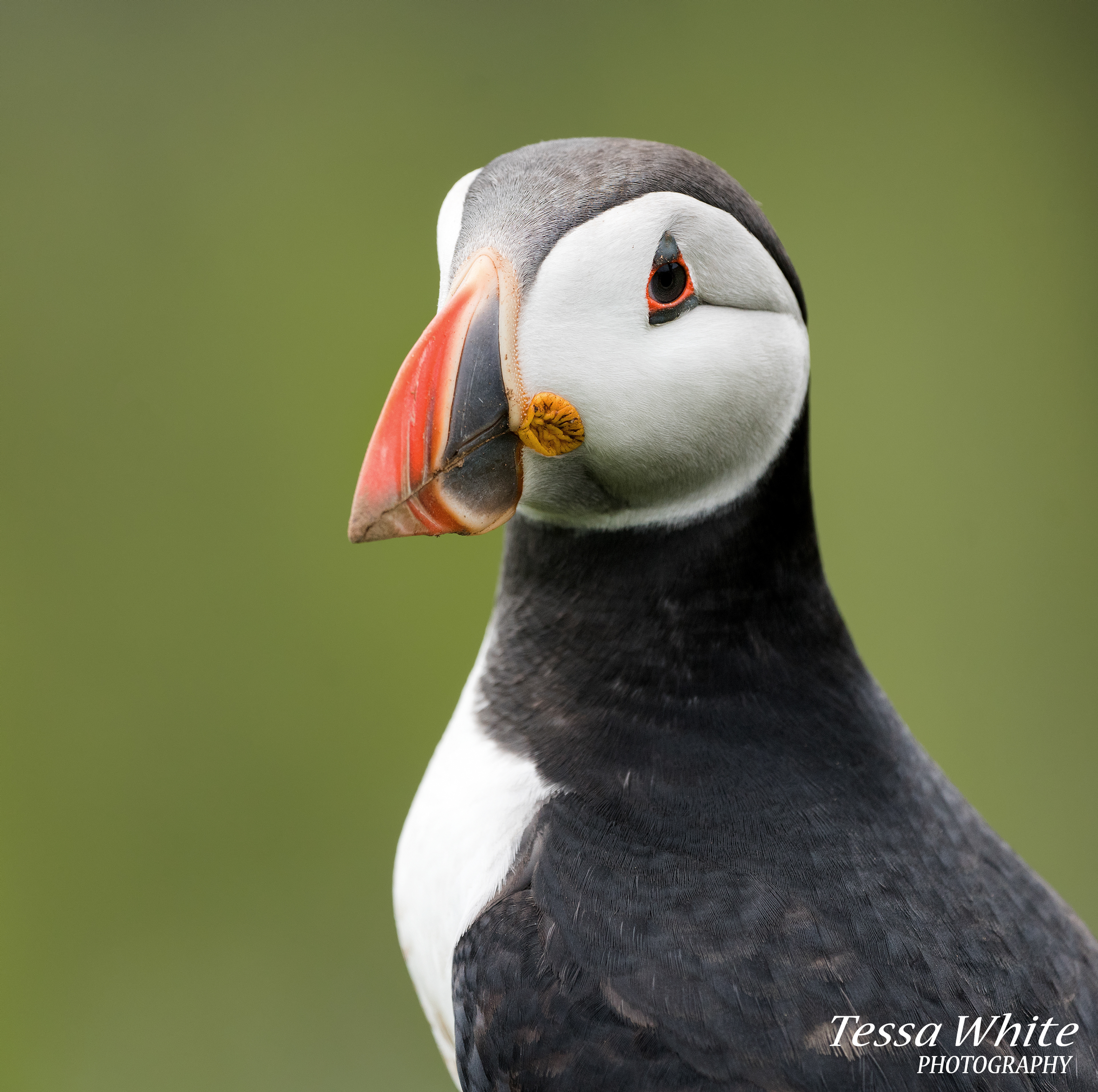 WL059   Skomer Puffins