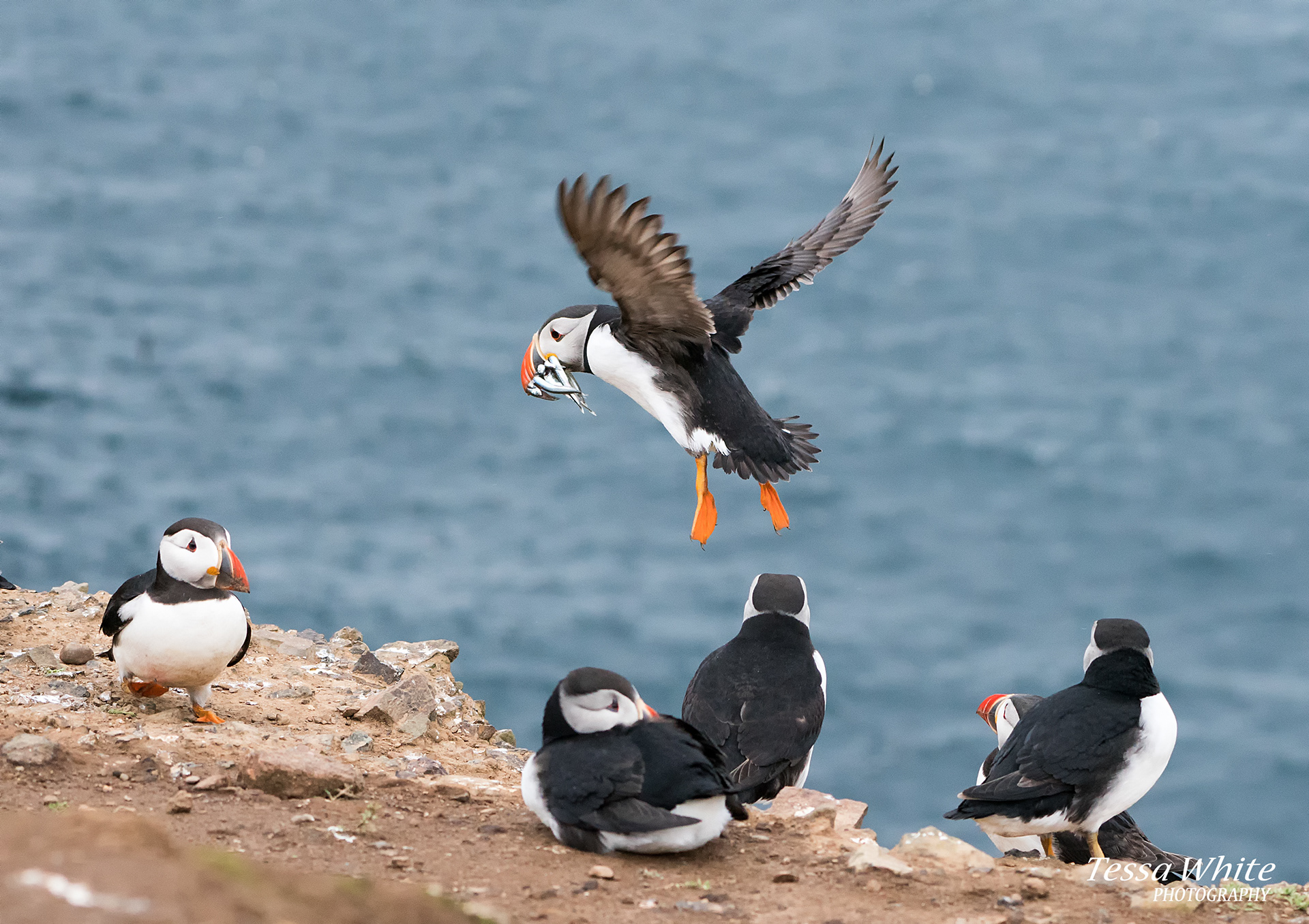 WL068   Skomer Puffins