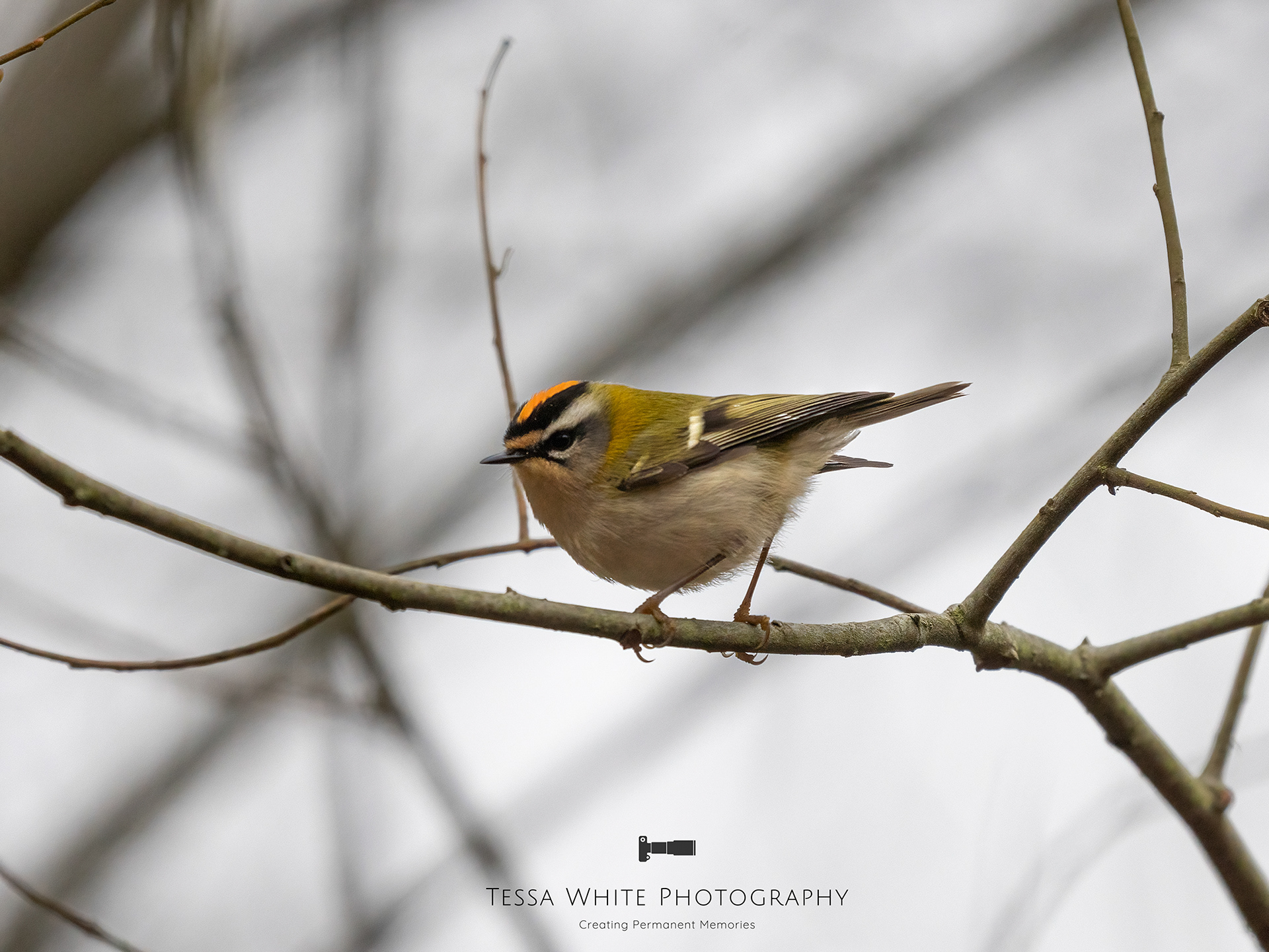 Fire Crest