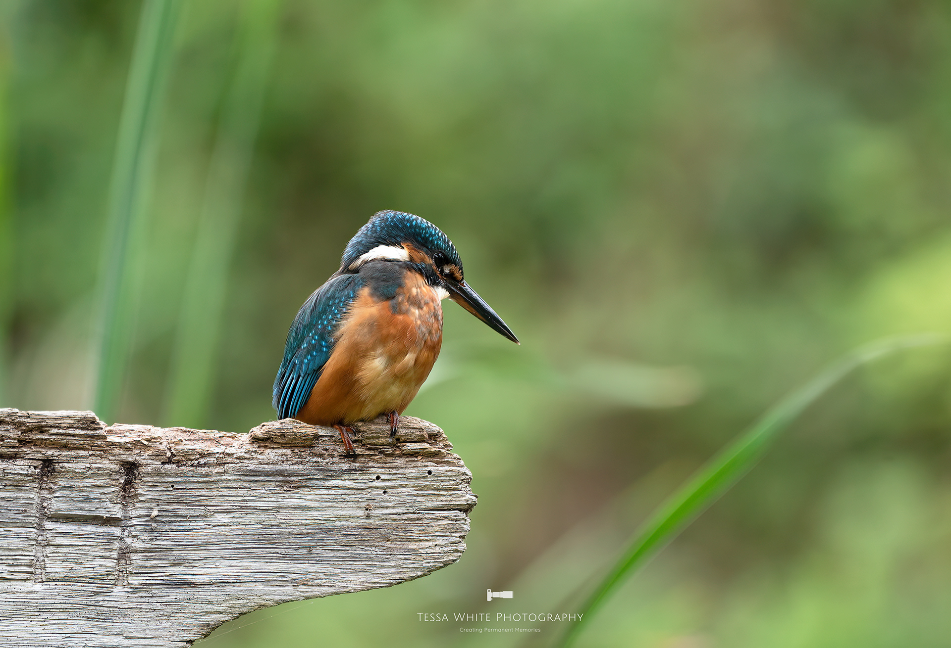 WL113 Kingfisher