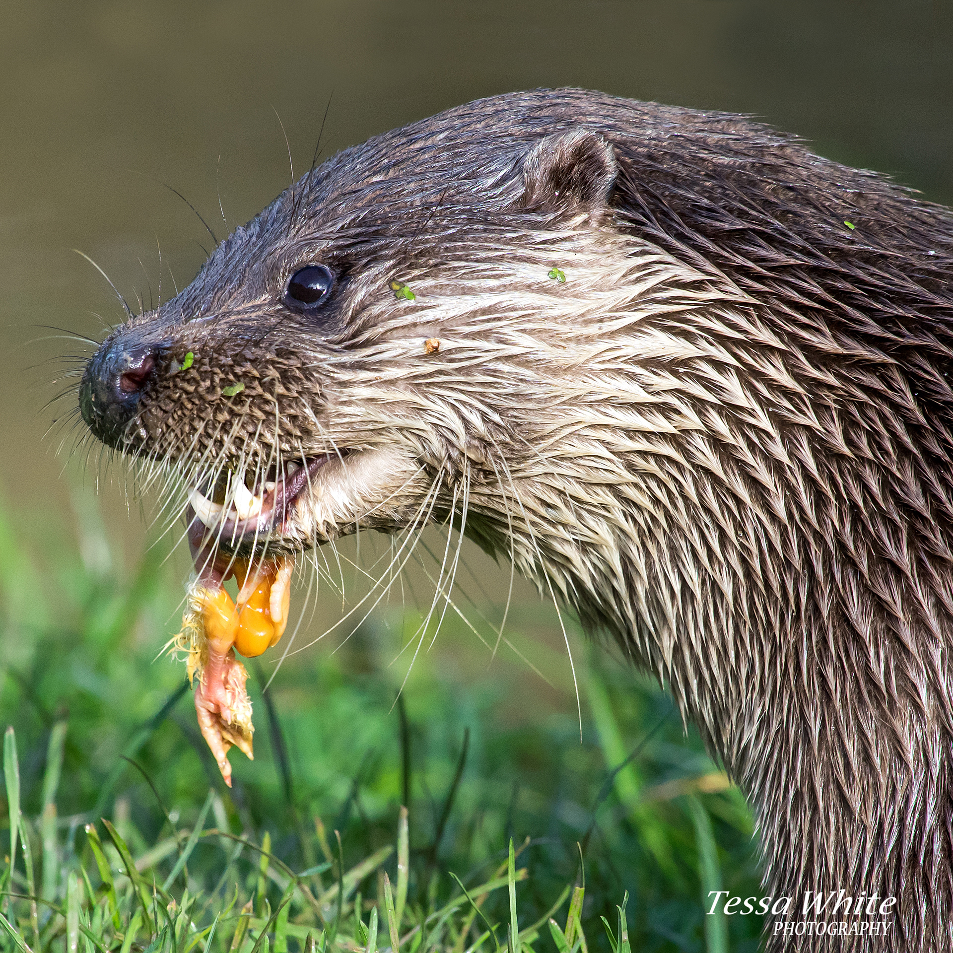WL037  Otter, British Wildlife Centre