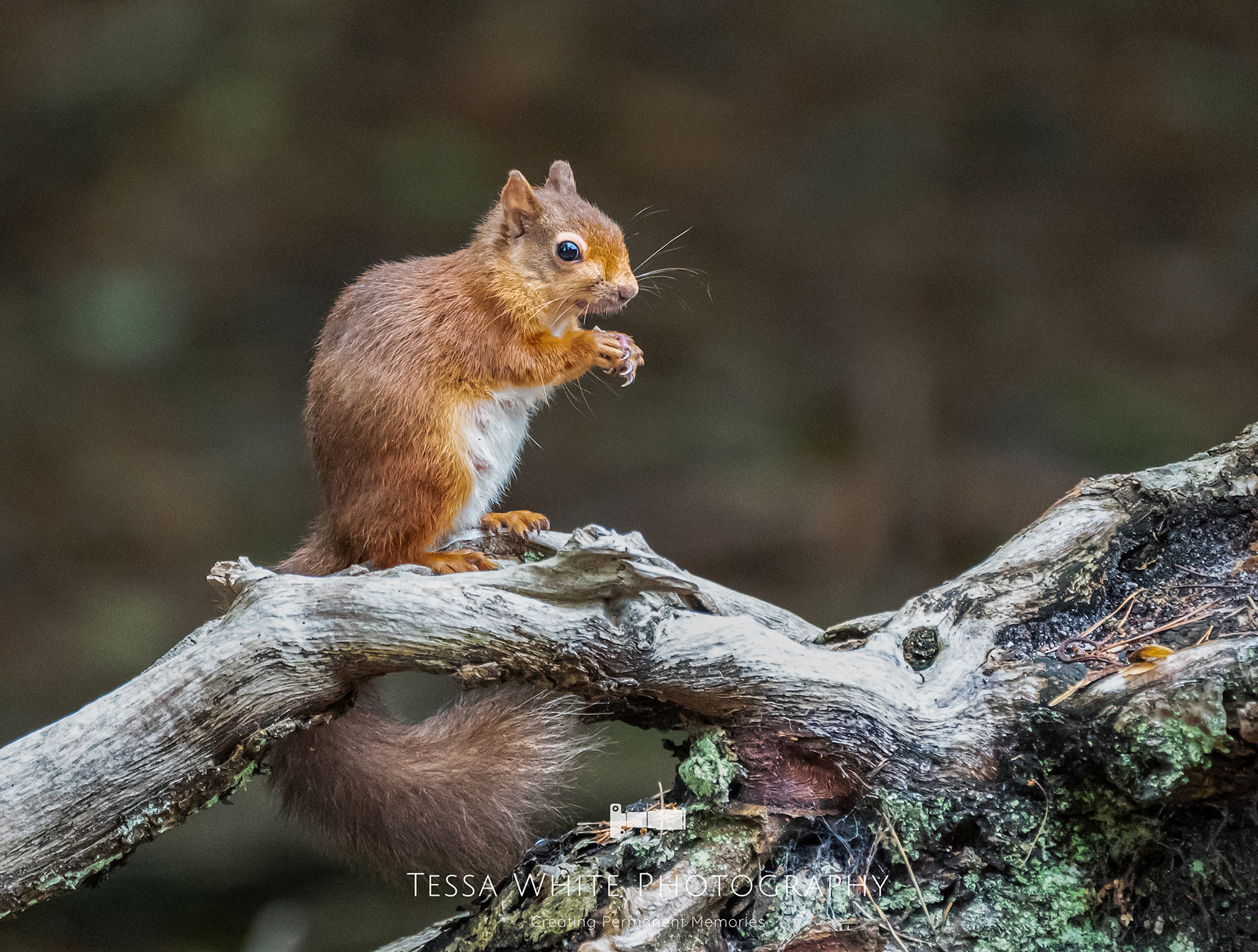 WL029   Red Squirrel, Brownsea Island, Dorset