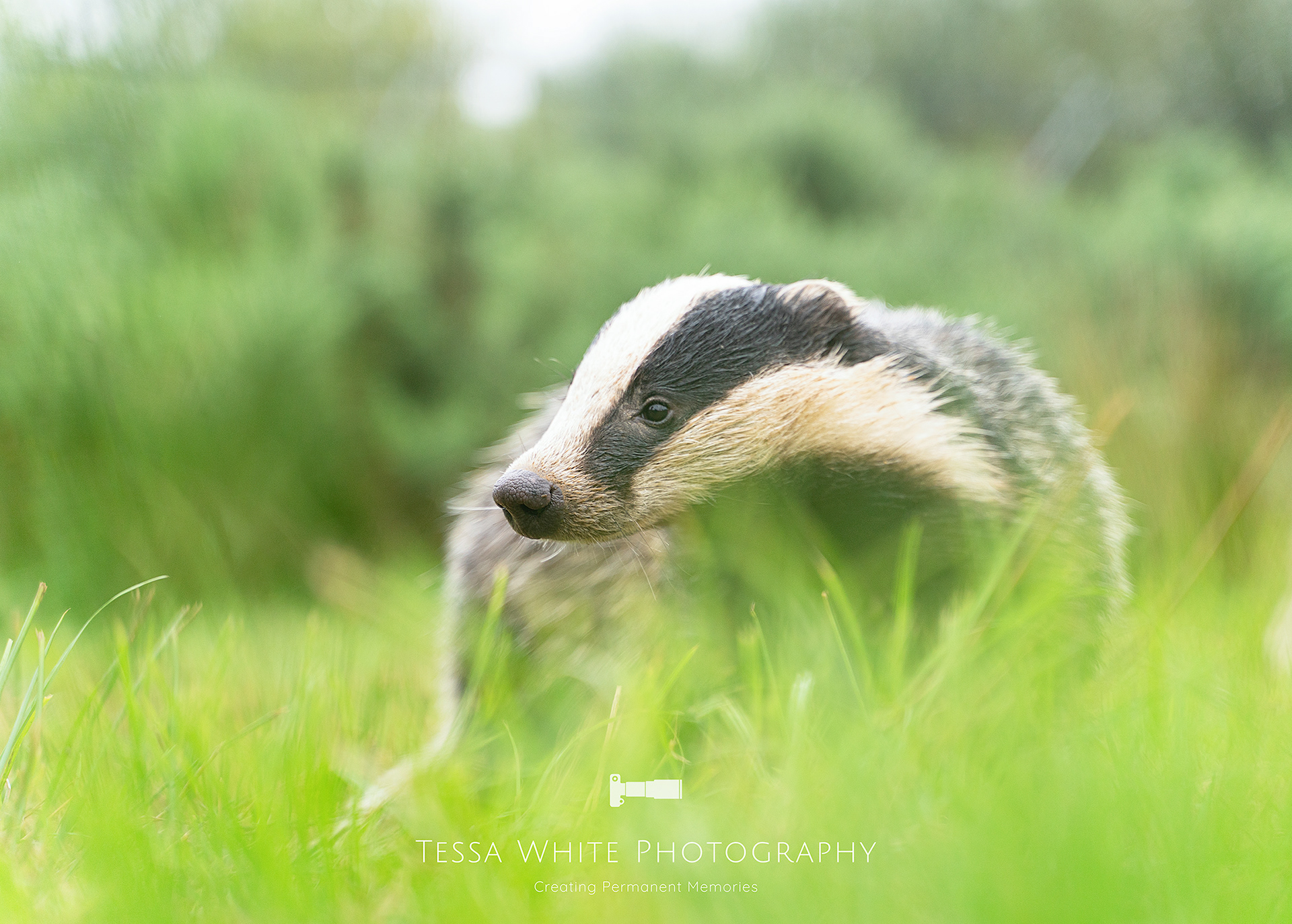 WL001  Badger, Dartmoor