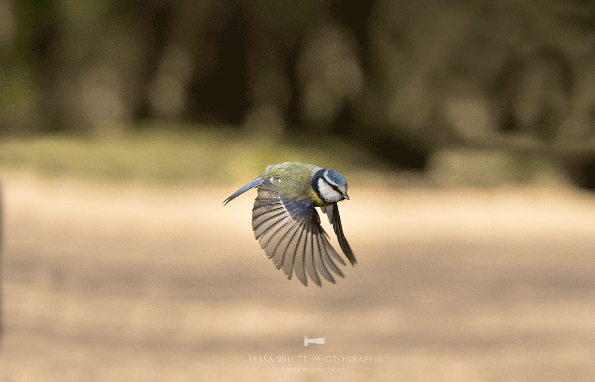 WL074 Blue Tit in Flight