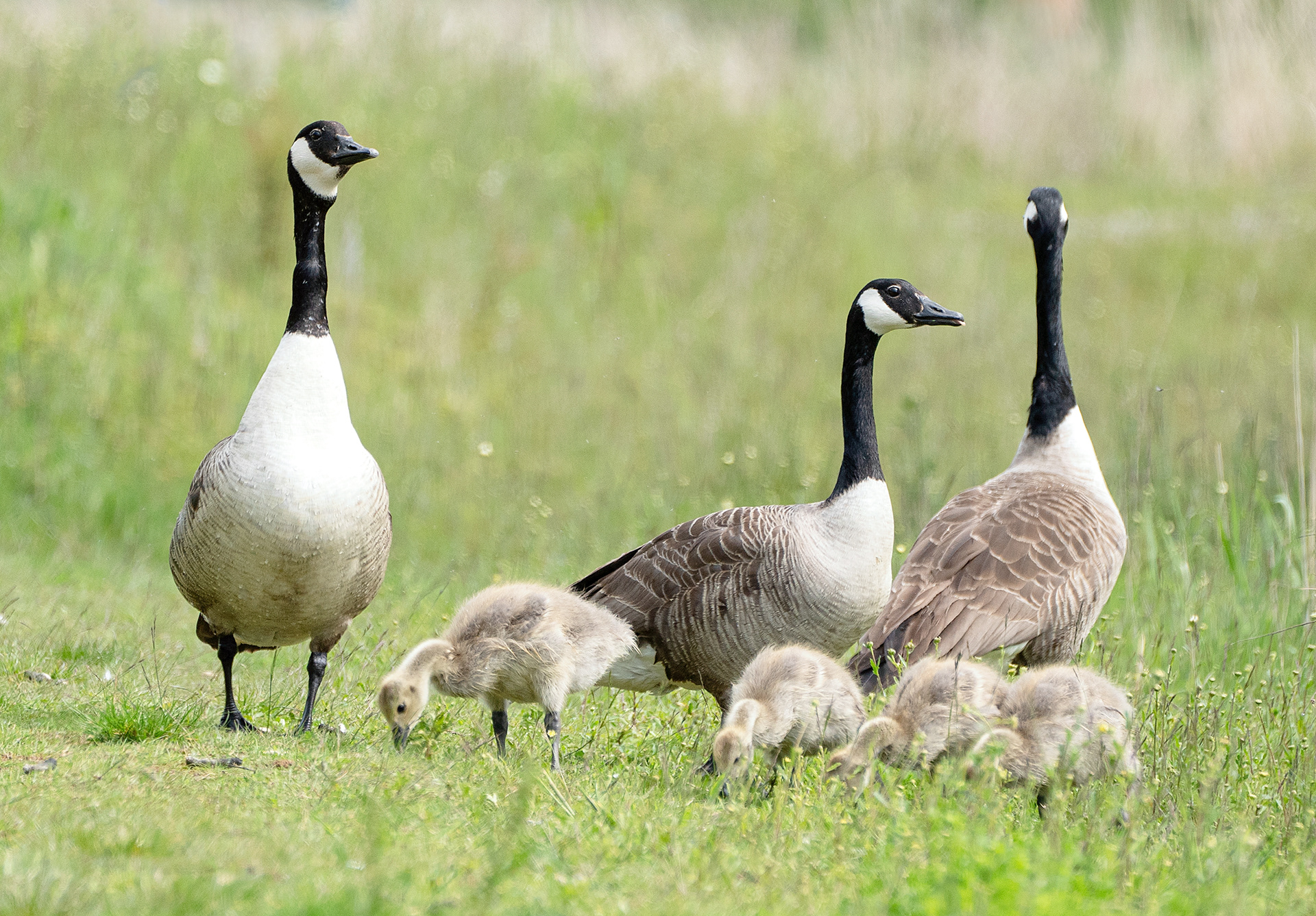 Canadian Geese