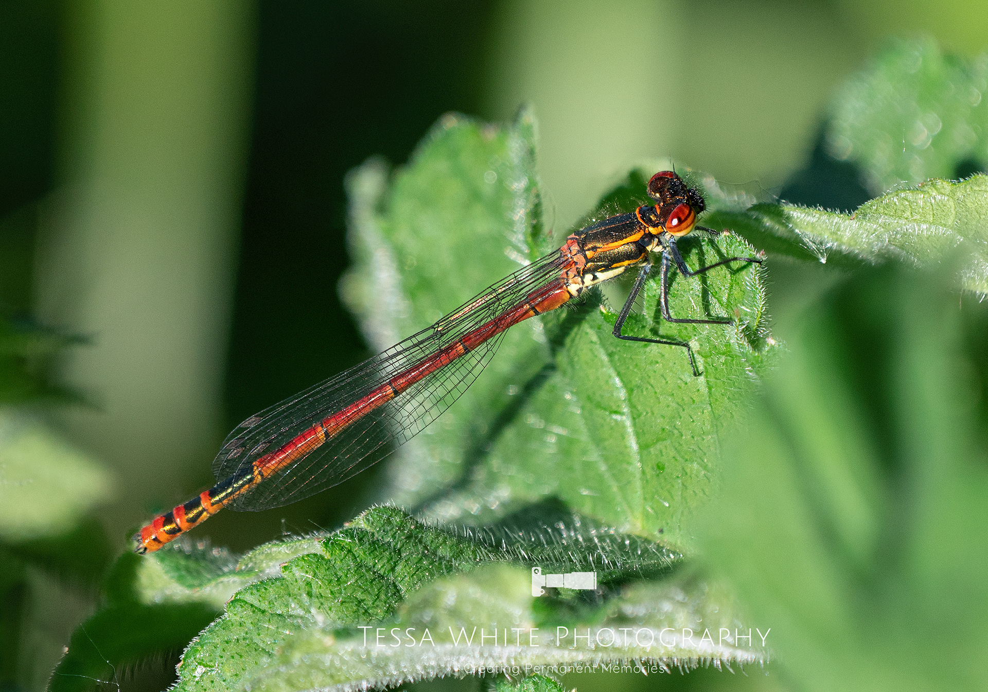 WL038   Red Damselfly