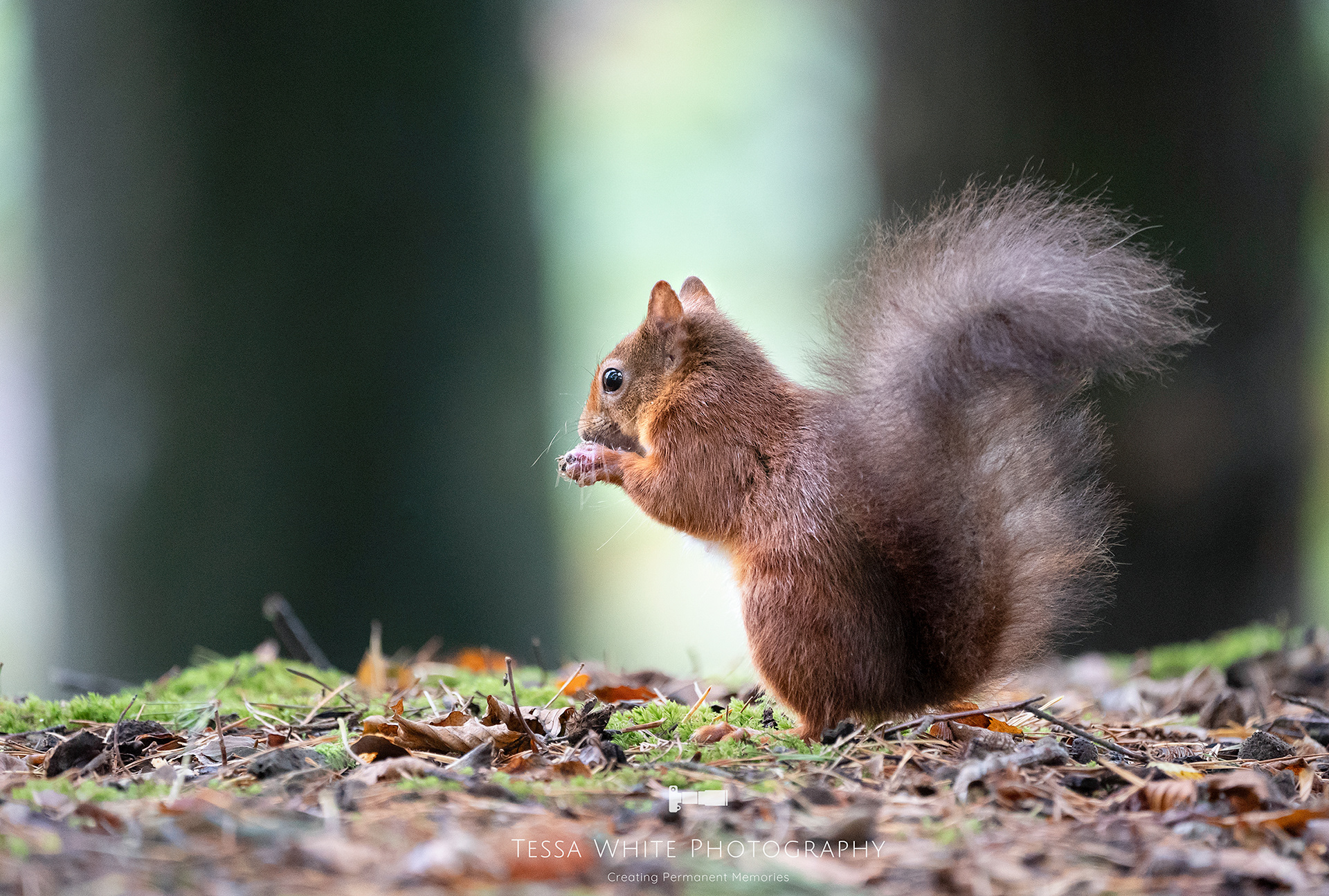 WL026     Red Squirrel, Brownsea Island, Dorset