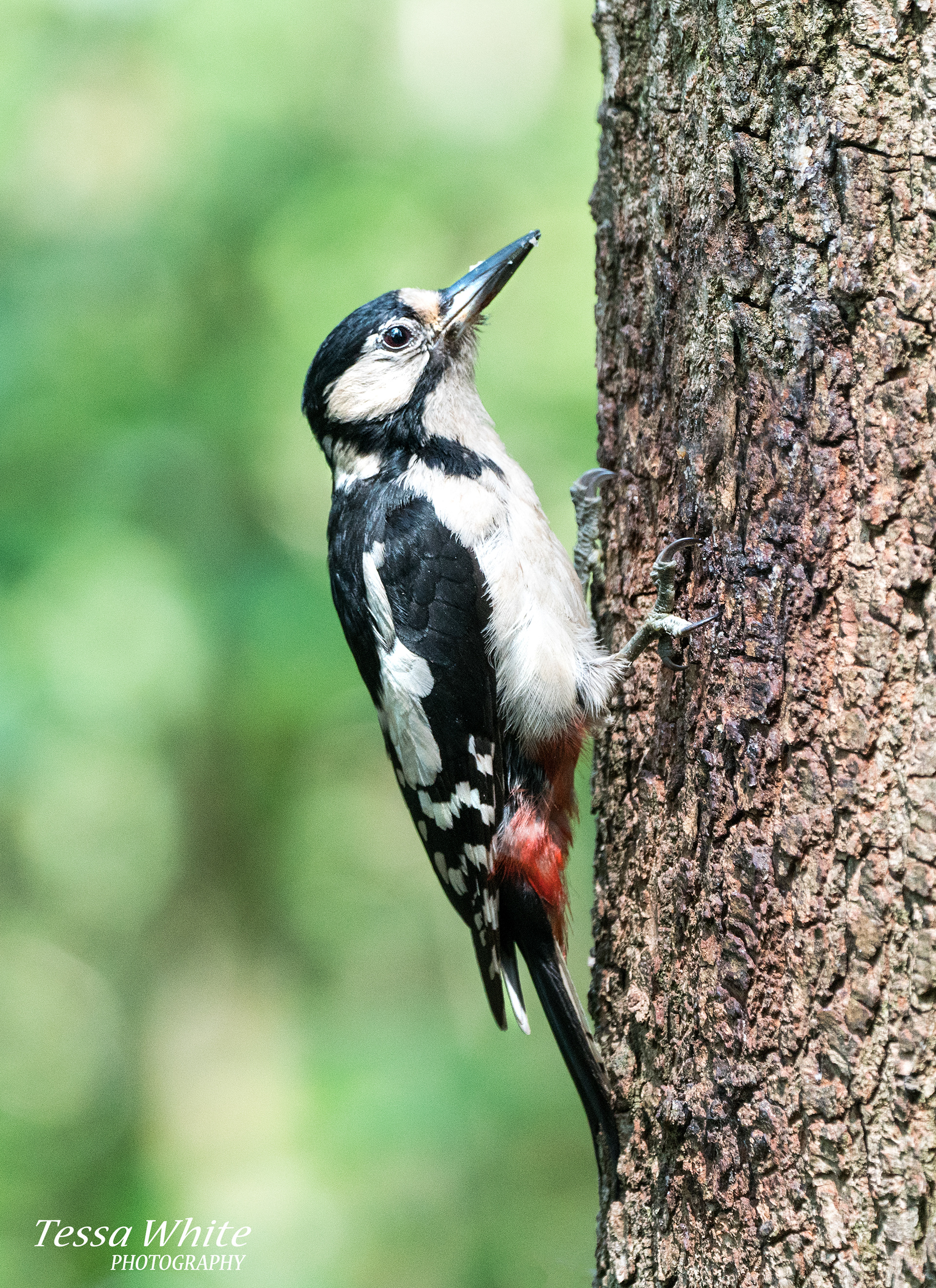WL008   Great Spotted Woodpecker
