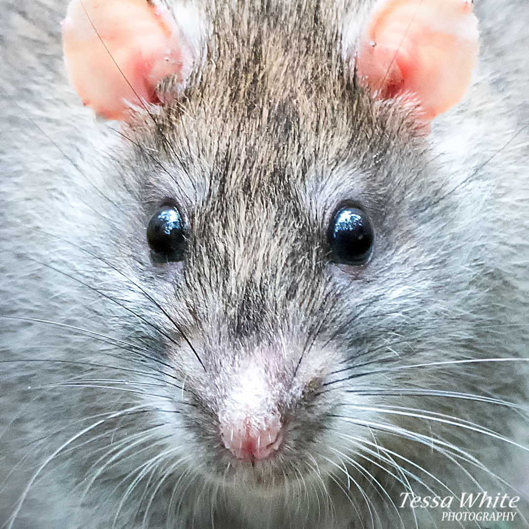 WL017  Brown Rat