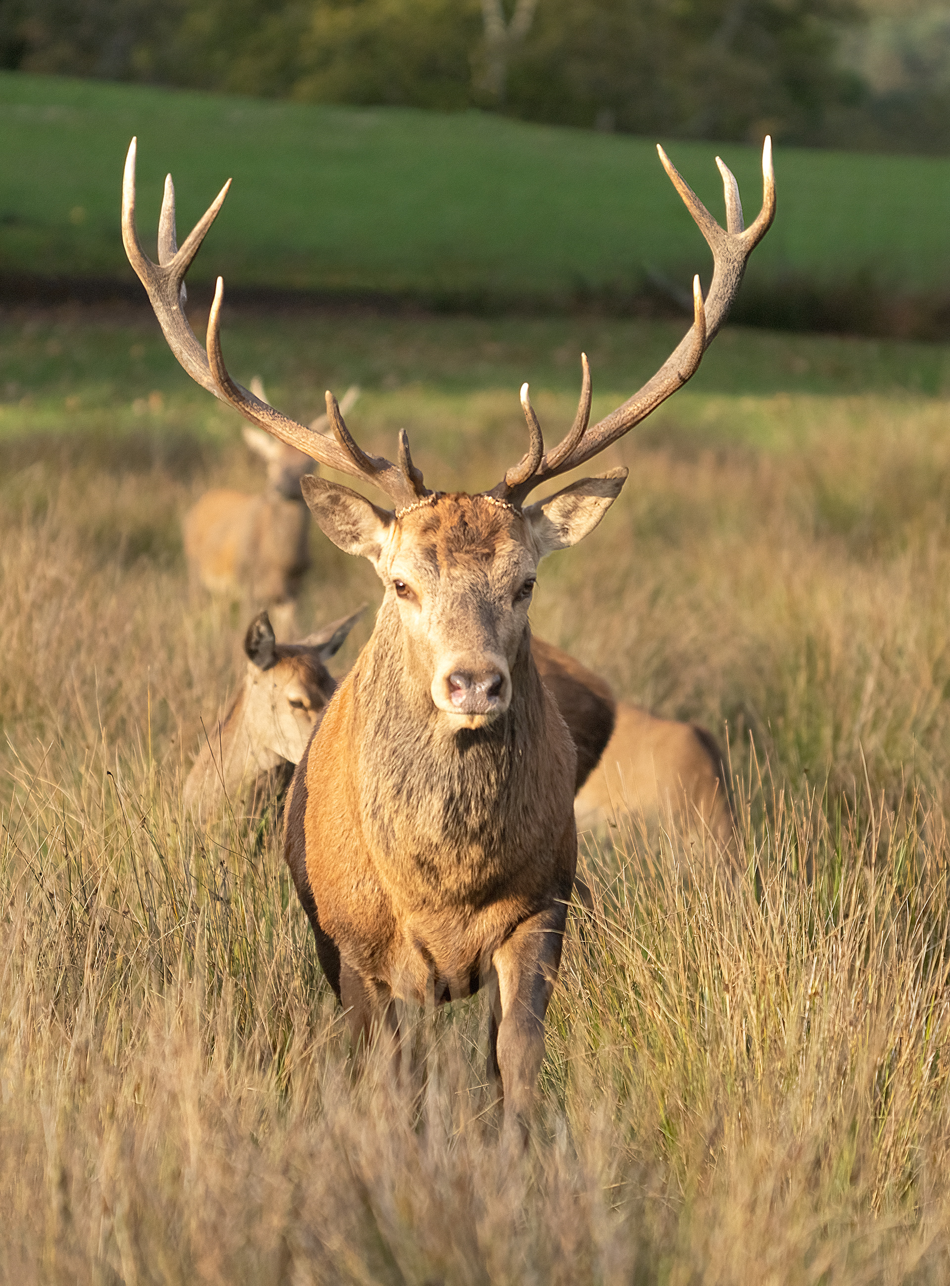 Red Deer