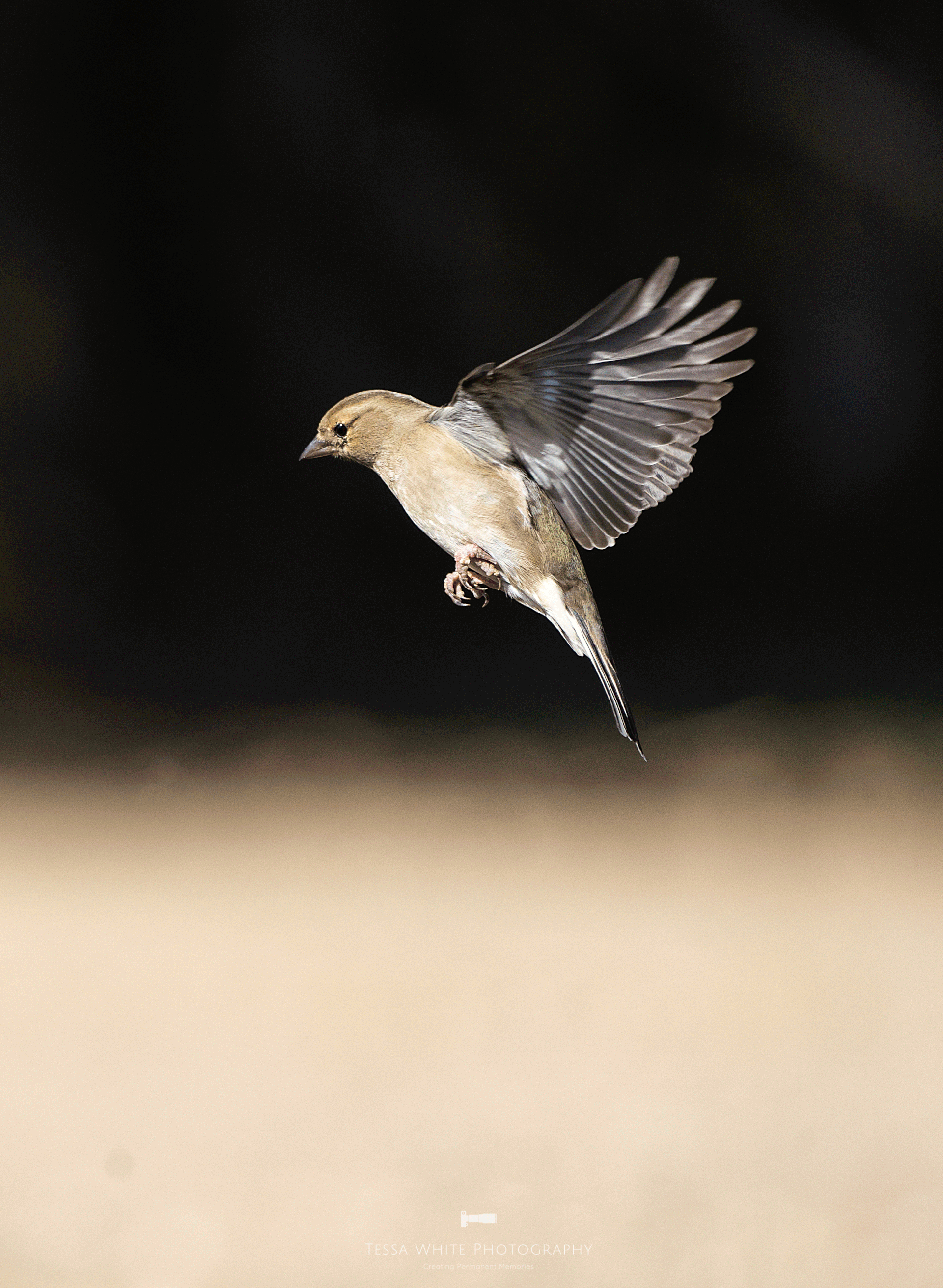 WL077 Chaffinch
