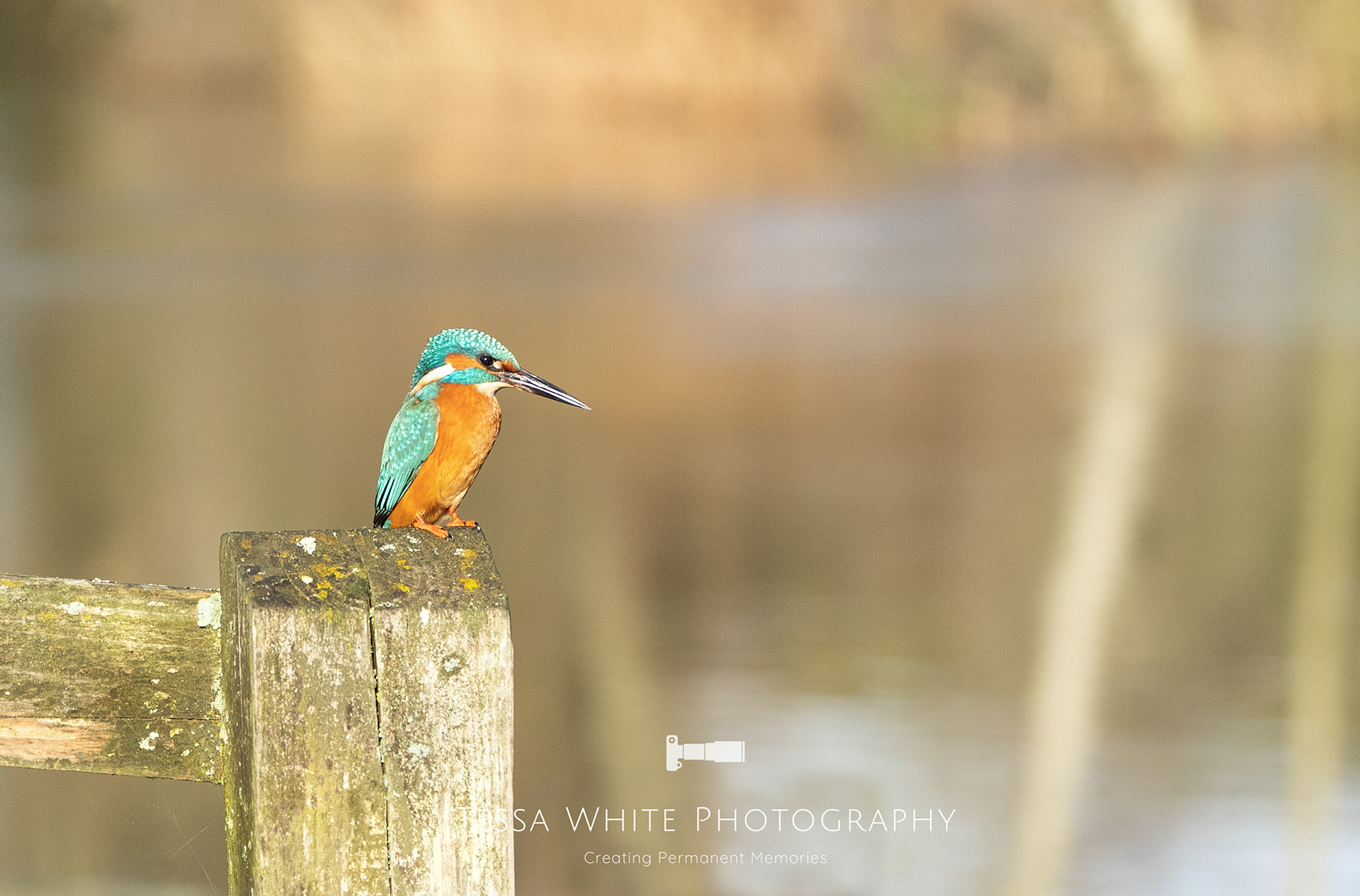 WL033  Kingfisher, River Stour