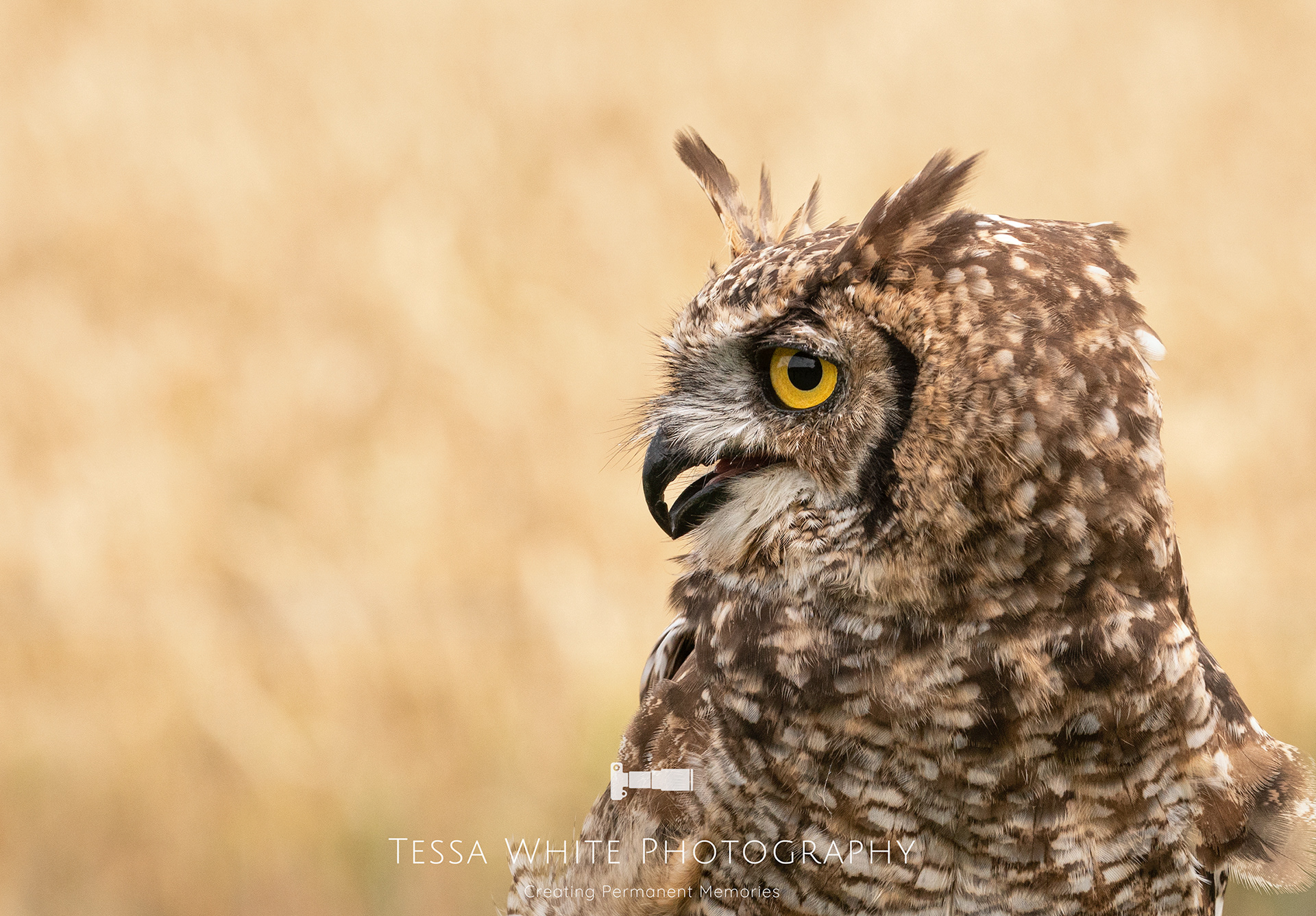 WLO41    Short Eared Owl, Mere Falconry