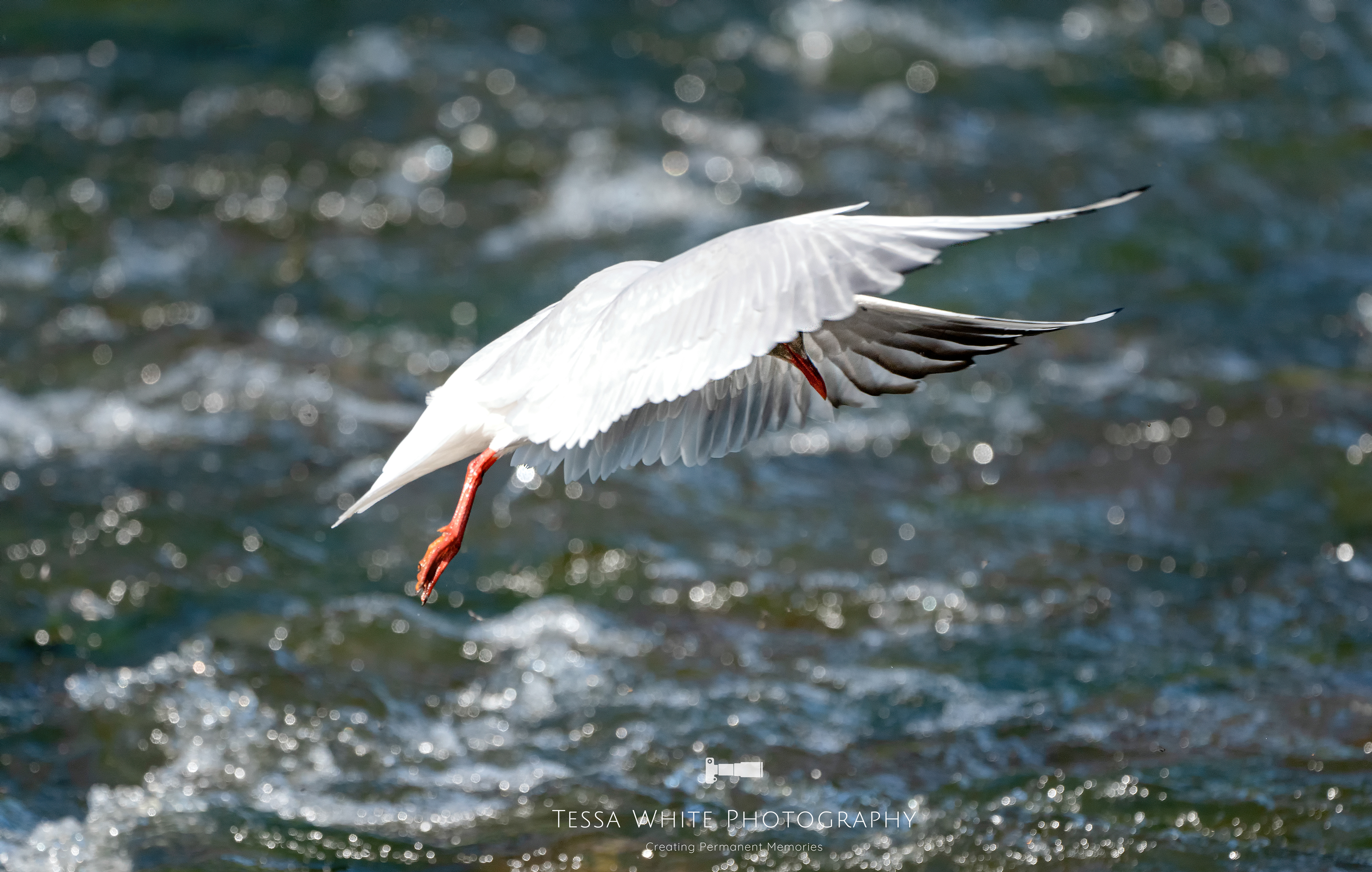 WL050    Black Headed Gull