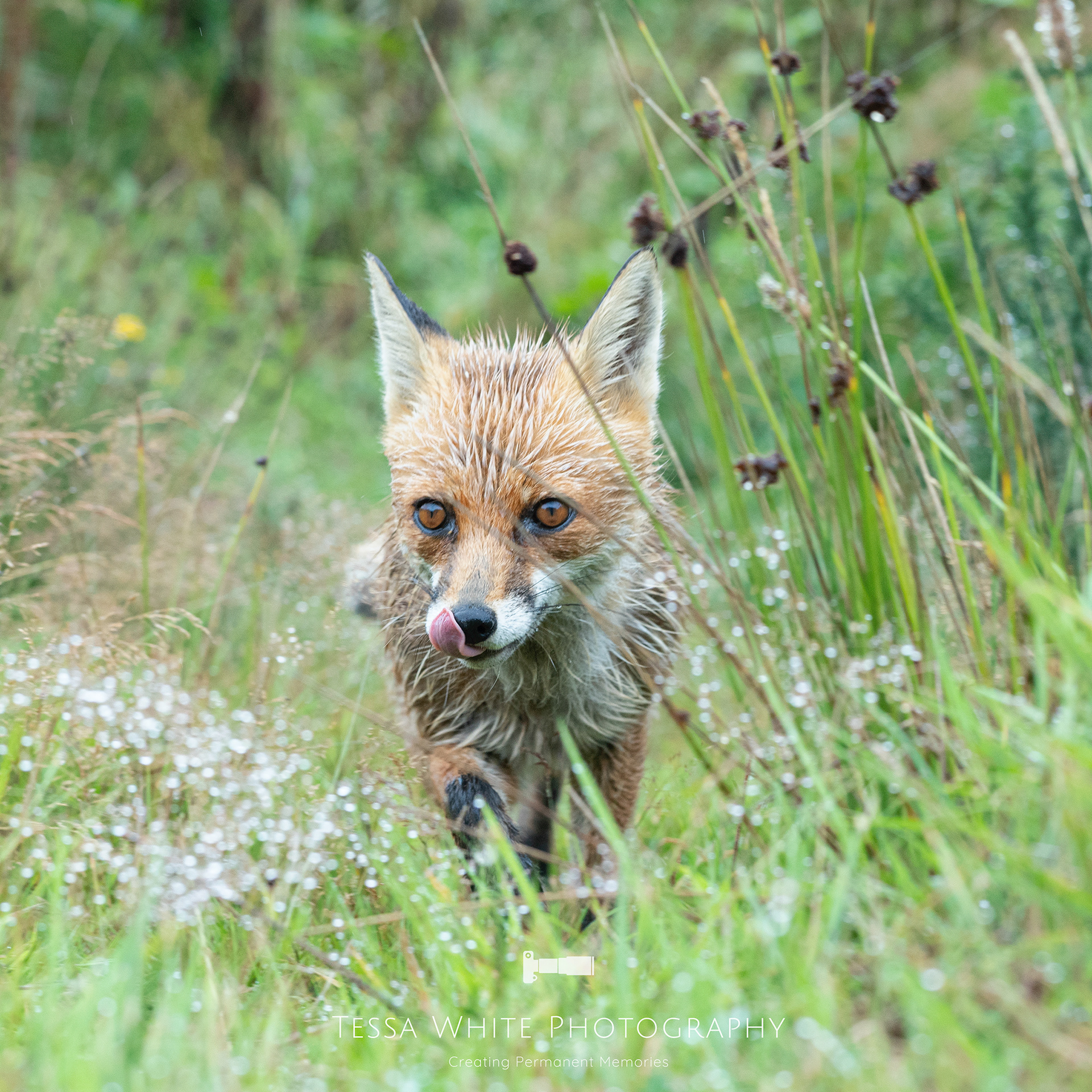 WL013   Red Fox
