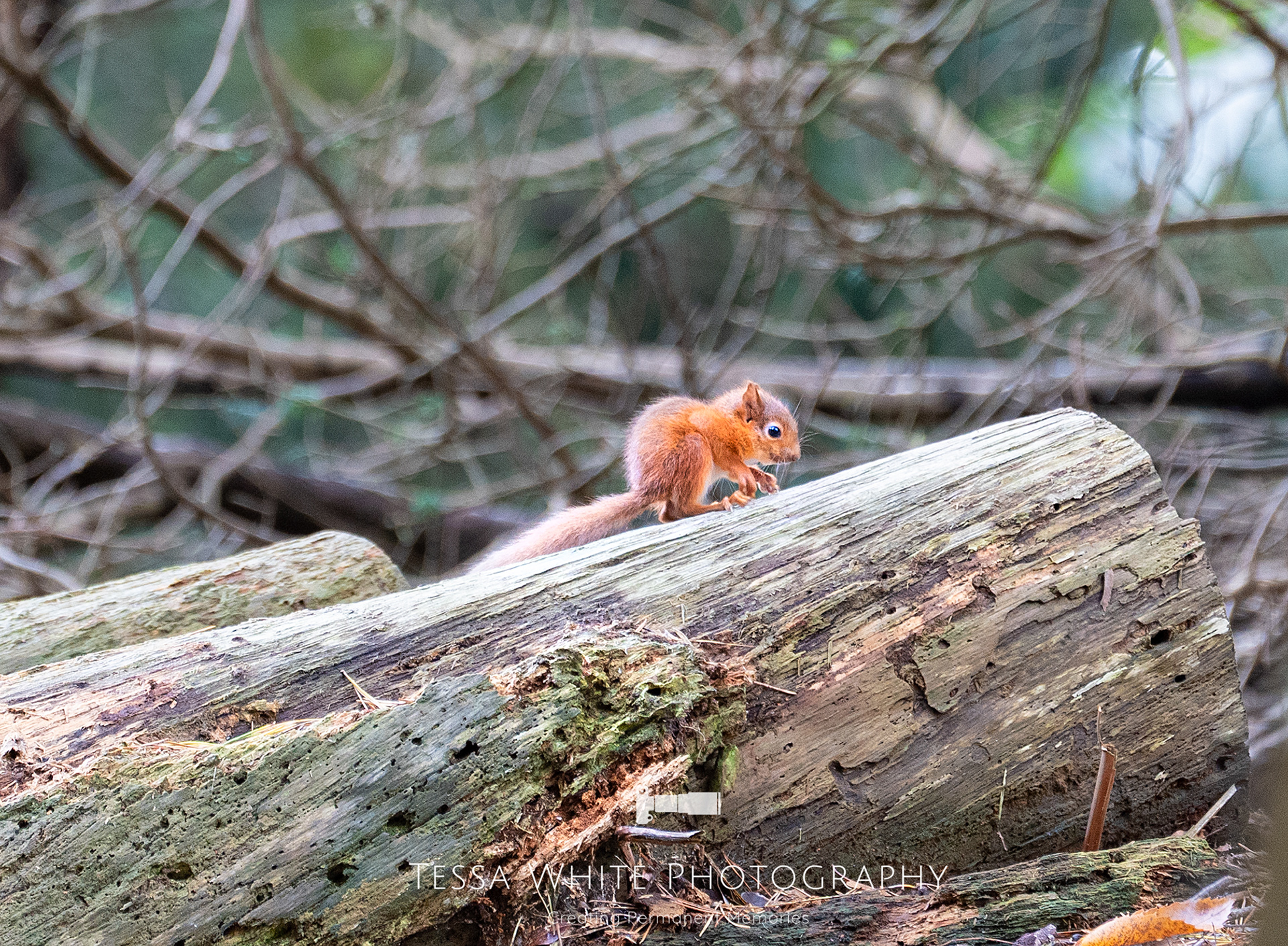 WL024    Red Squirrel, Brownsea Island, Dorset