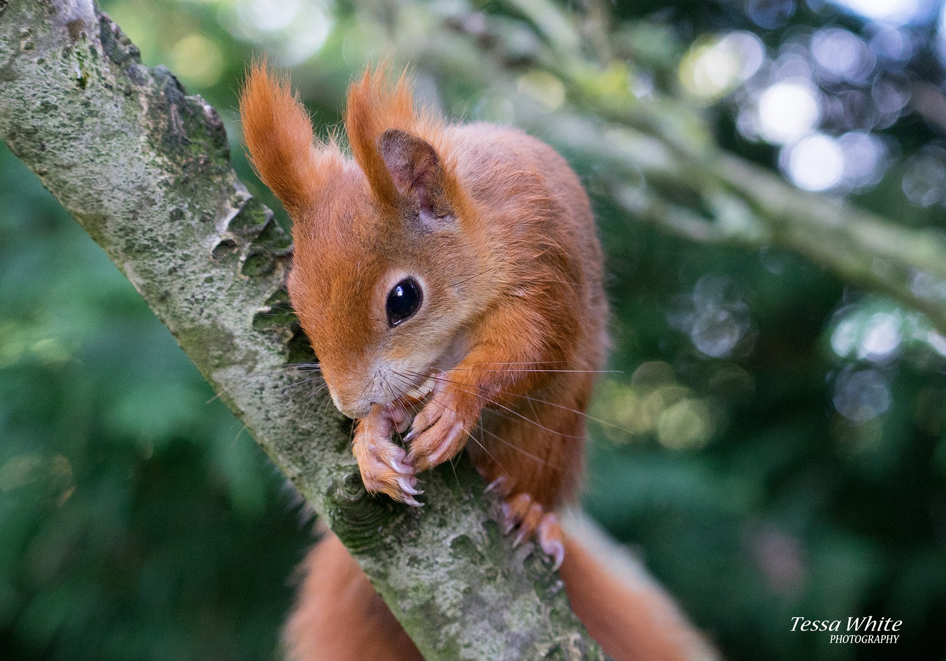 WL003   Red Squirrel
