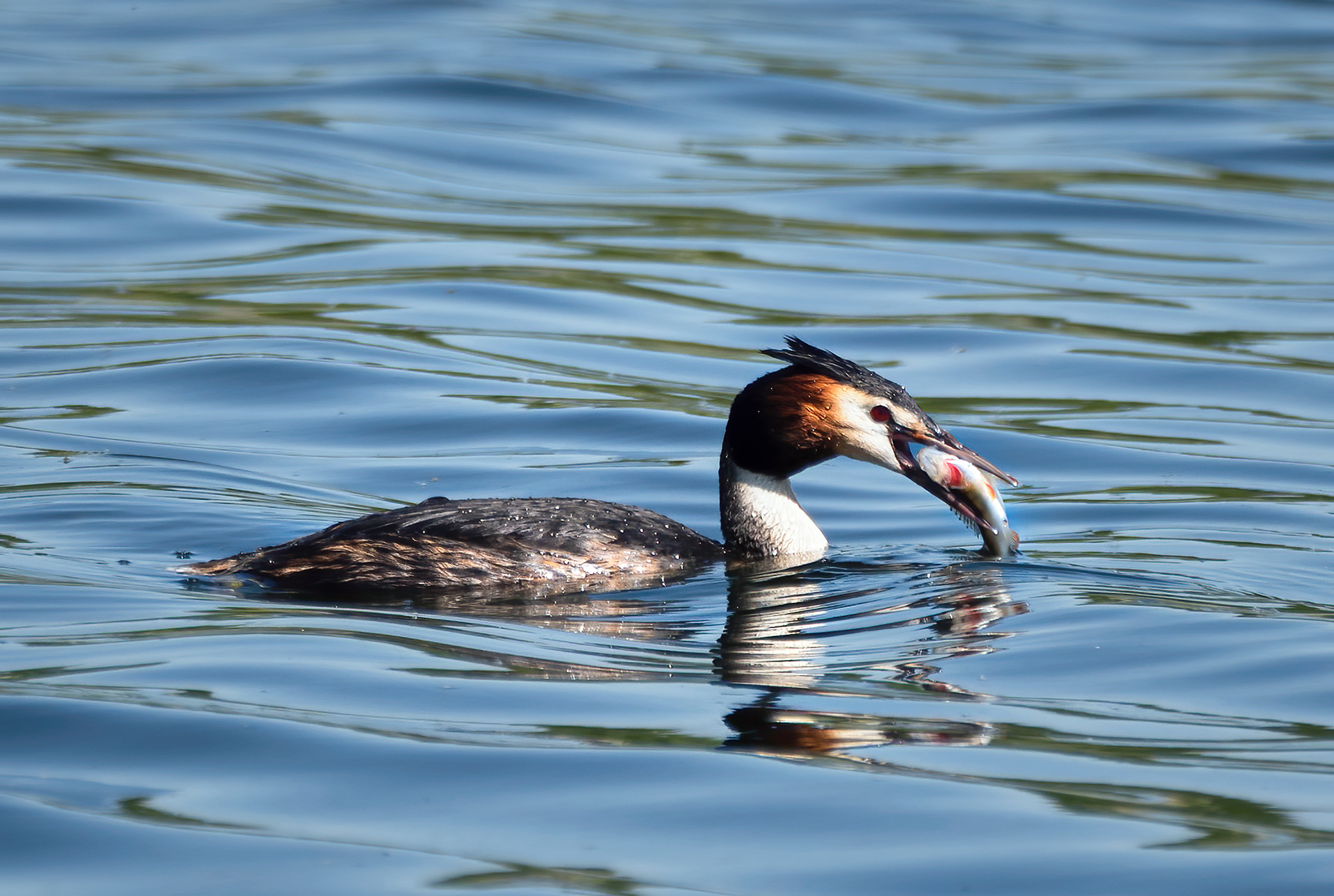 Great Crested Grebe