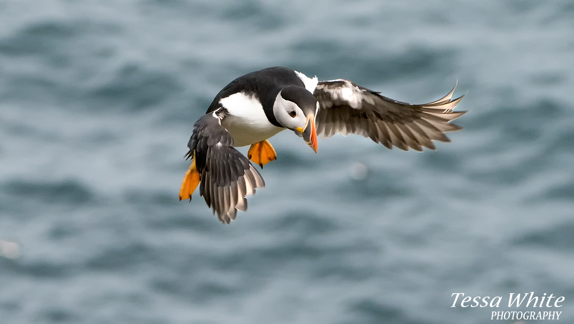 WL065  Skomer Puffins