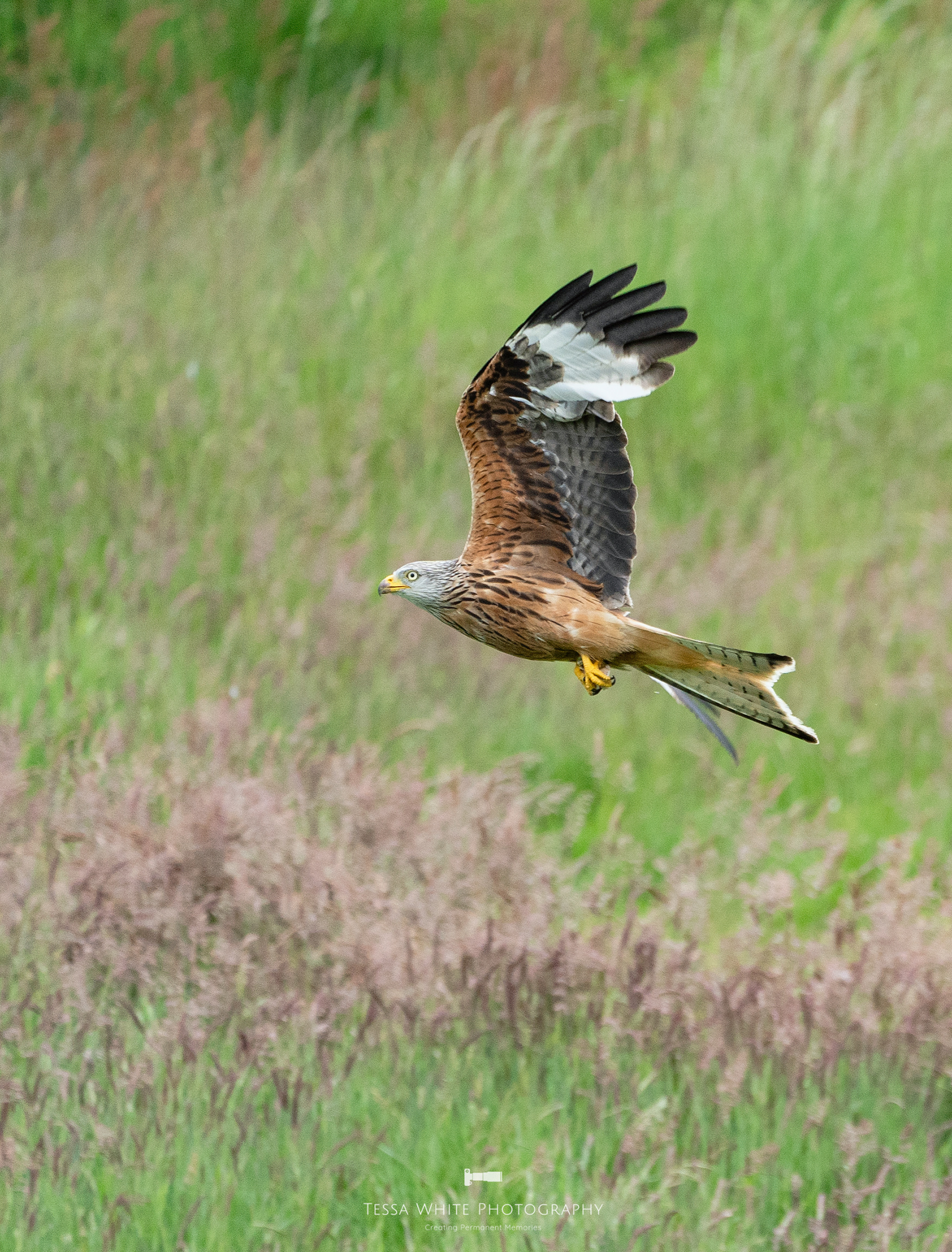 WL091 Red Kite