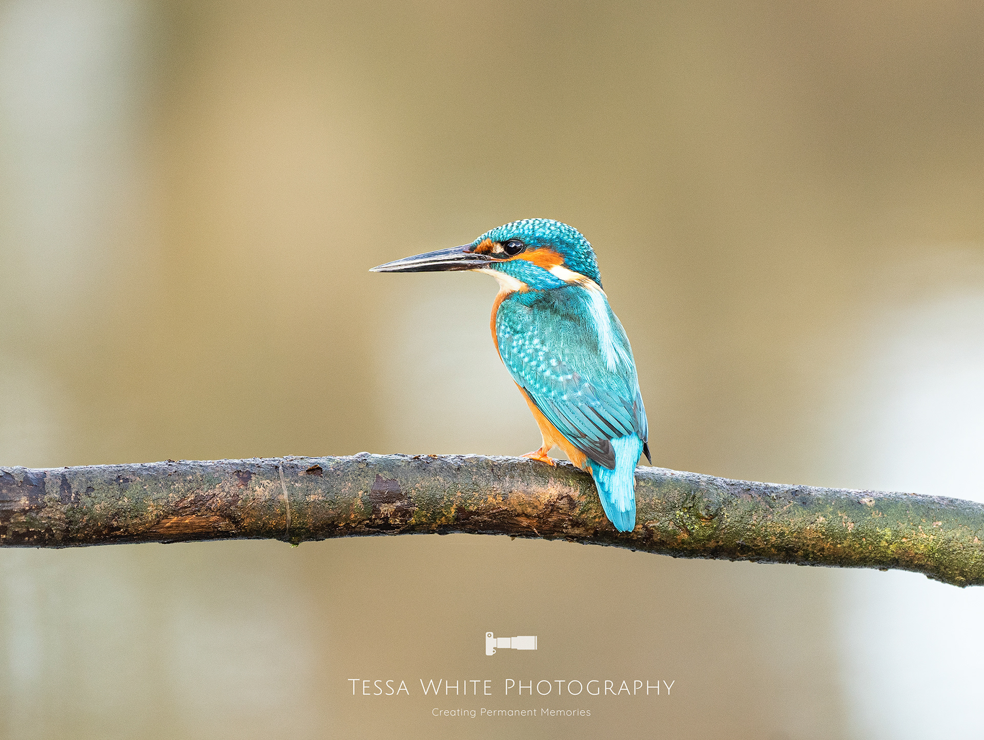 WL032  Kingfisher, River Stour