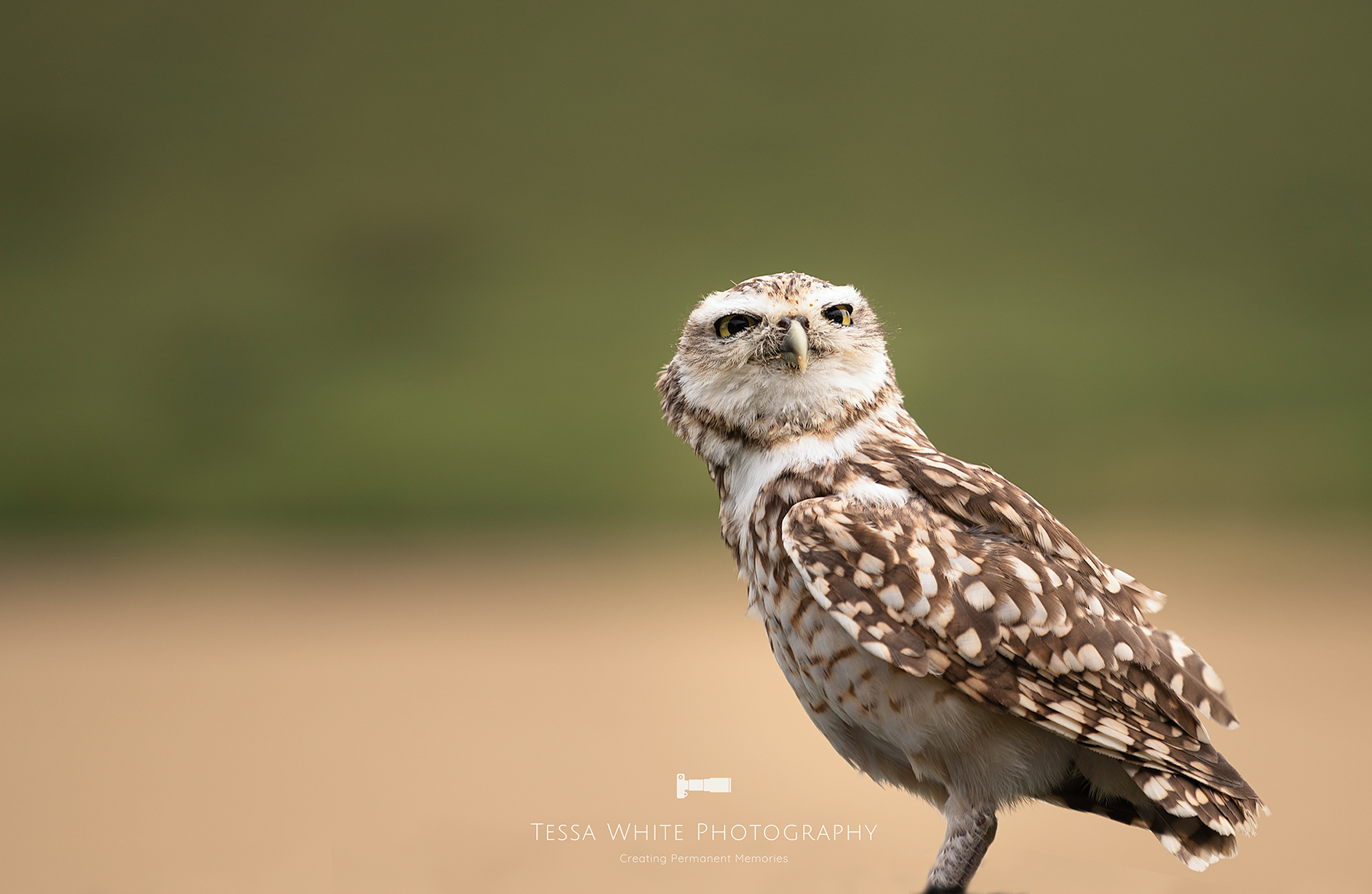 WL040   Short Eared Owl, Mere Falconry