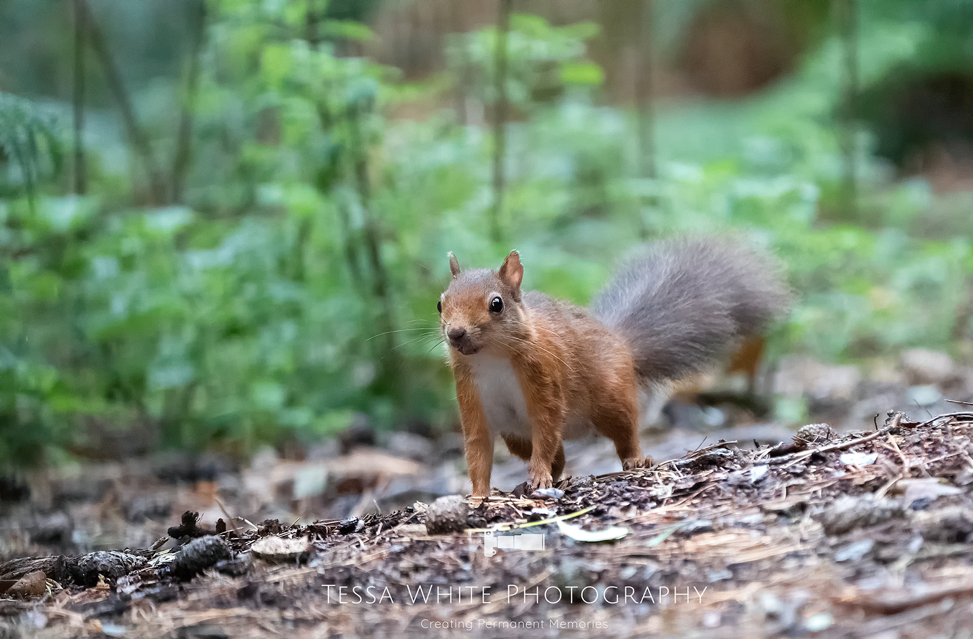 WL028   Red Squirrel, Brownsea Island, Dorset